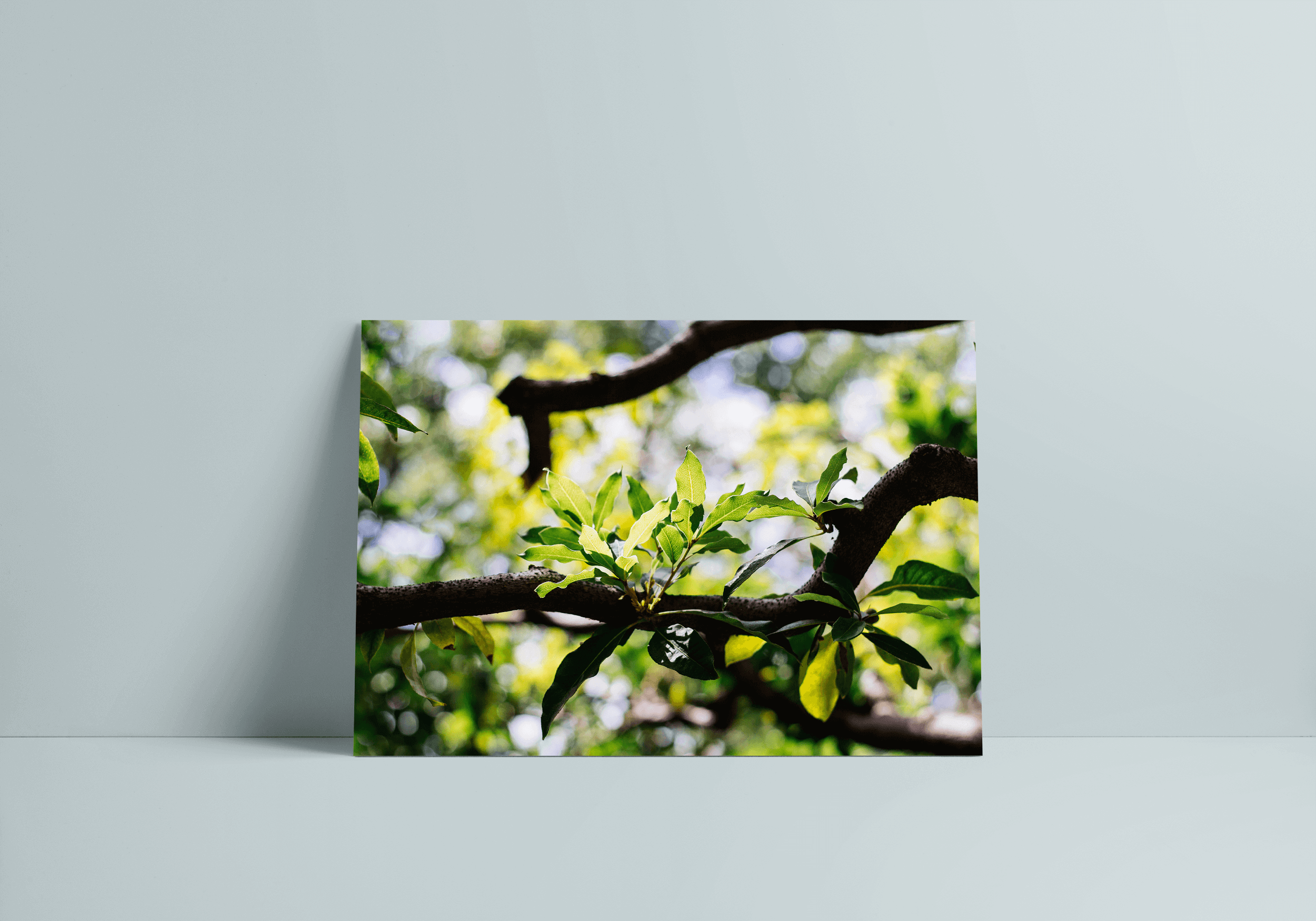 sun glowing leaves.png