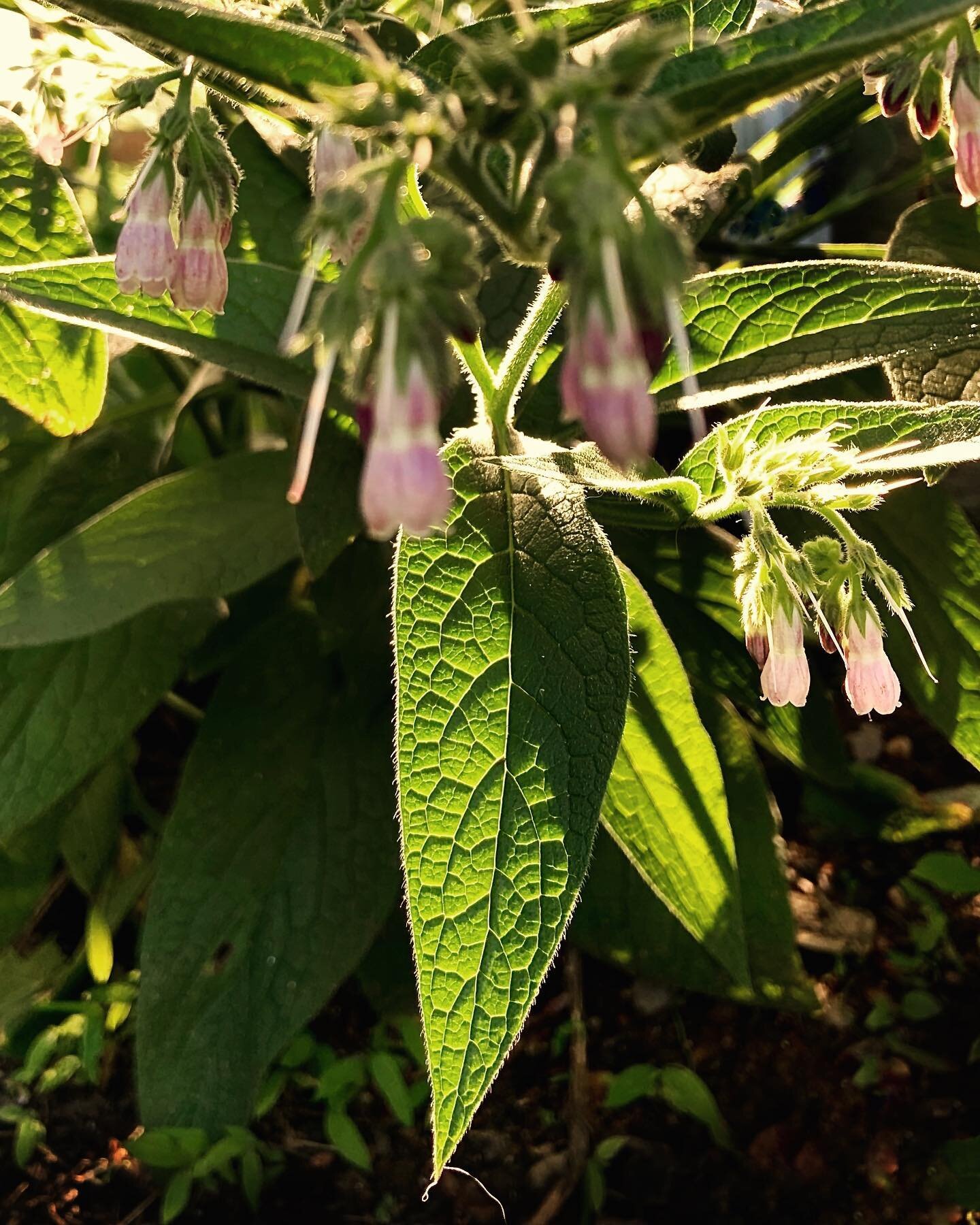 Comfrey feels like she could heal the world. She is that warm hug from your wise and patient grandmother after you fall off your bike. 
She is tough, will stand up for herself and let you know she is present and won&rsquo;t be told what to do, and ye