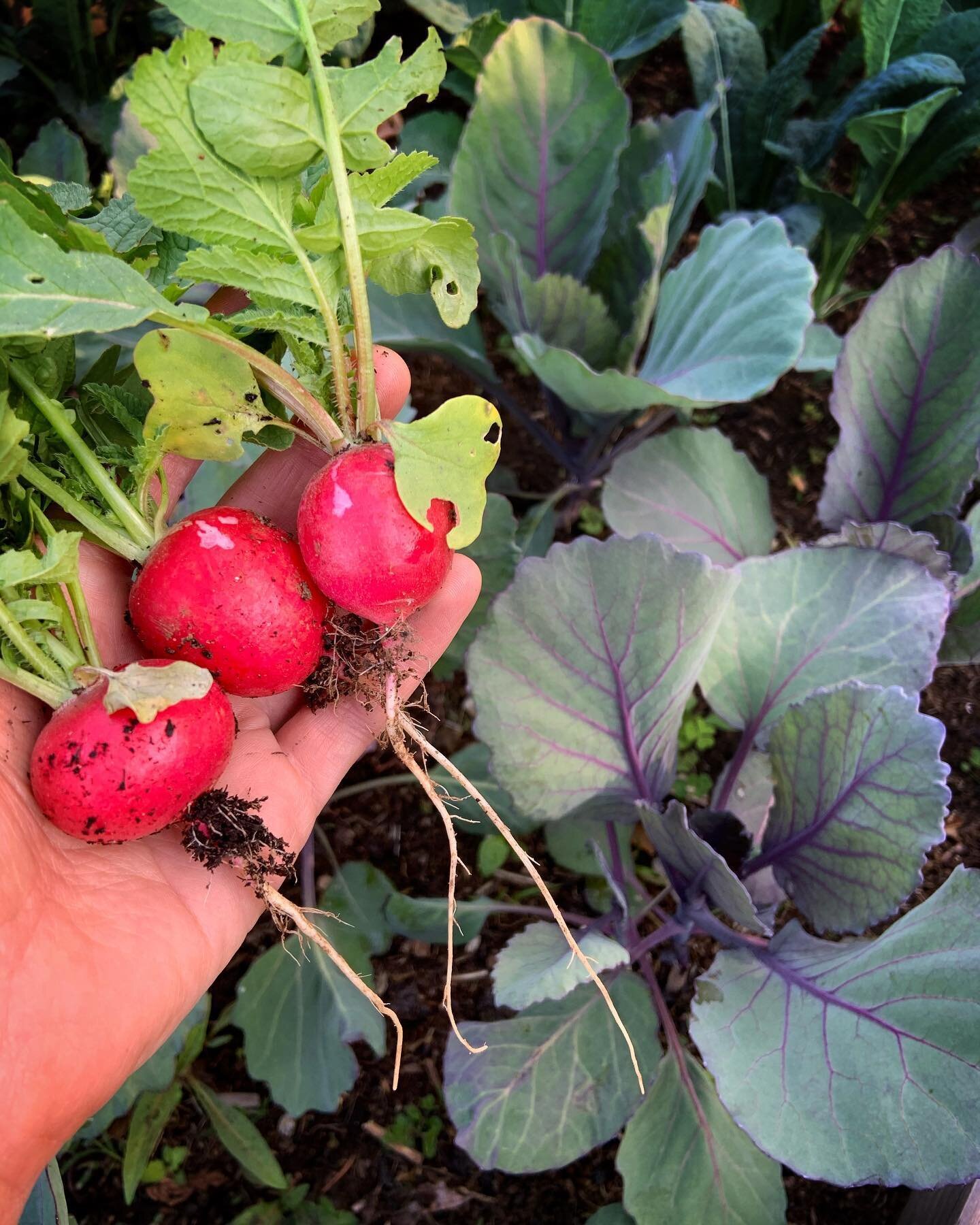 It seems a little silly to be so excited about 3 small radishes, but when they are your FIRST HARVEST of the year they get to stand in the spotlight for awhile! .
.
.
.
#firstharvest2020 #regenerativeagriculture #growyourownfood #radishes #organicgar