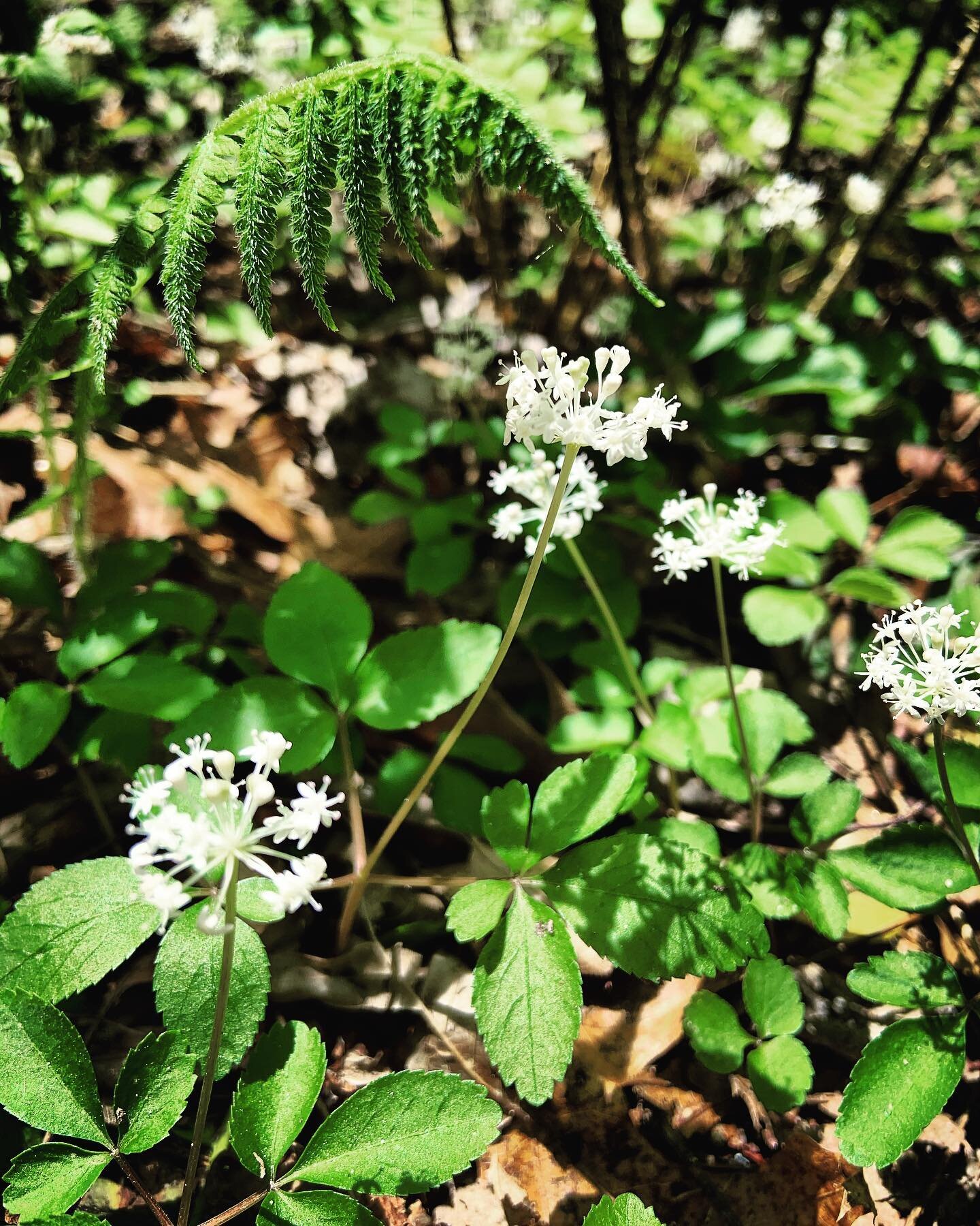 &bull; Dwarf Ginseng &bull; panax trifolius: 
Native Americans used the whole plant for stomach and liver imbalances such as colic, indigestion, hepatitis and gout. 
The root can be chewed for headaches, dizziness, fainting or chest tightness. 
As a 