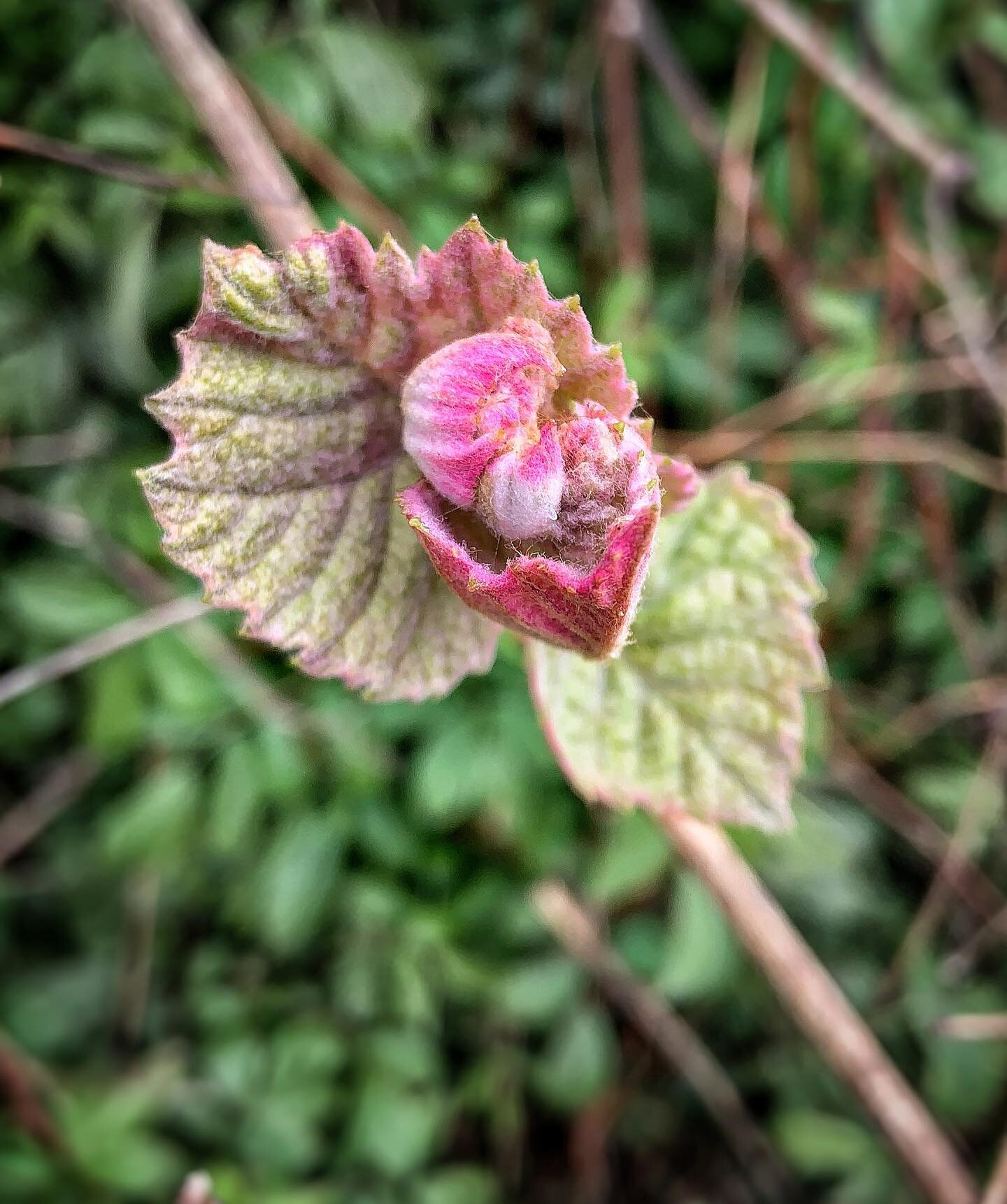 &ldquo;And the day came when the risk to remain tight in a bud was more painful than the risk it took to blossom.&rdquo; #anaisnin .
.
.
.
.
#mustanggrape #wildgrapeleaf #springmedicinemaking #permaculture #regenerativeagriculture #medicinalherbs #me