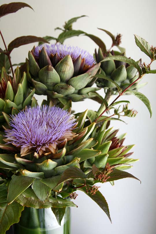 artichoke1.jpg