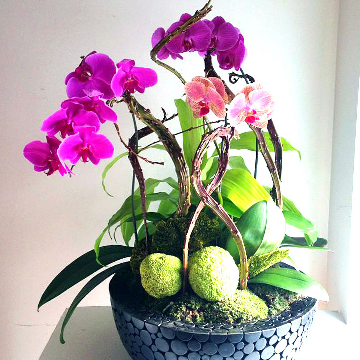 orchids RESIZED.jpg