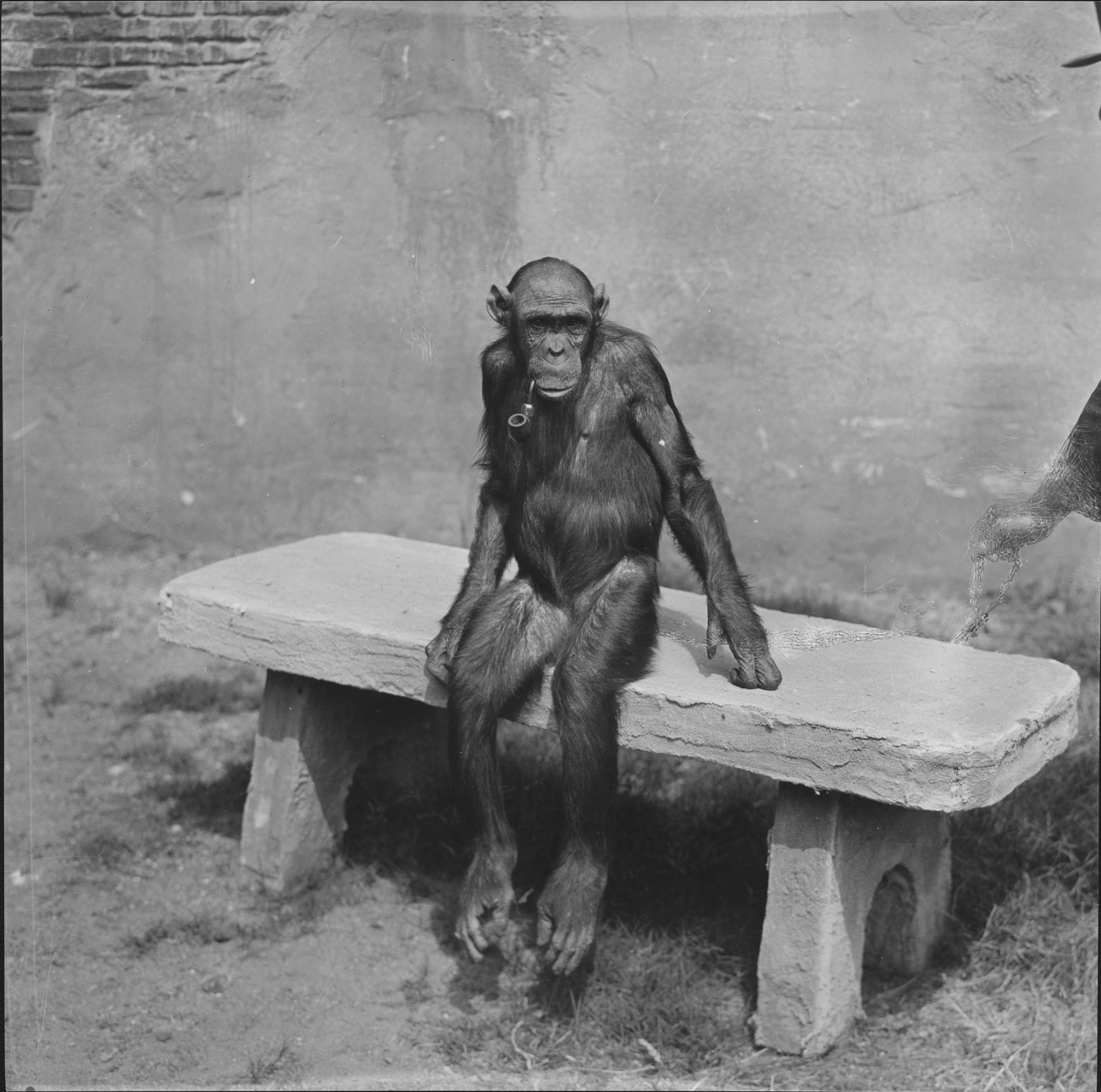 chimp_bw.jpg