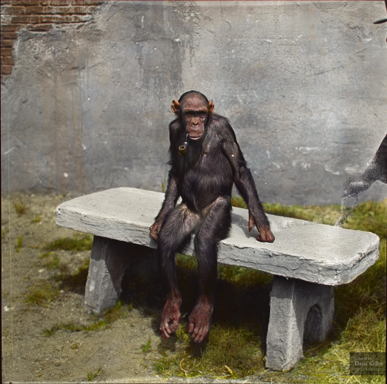 Chimpanzee "Mary" sitting on a bench with a pipe, ca 1940