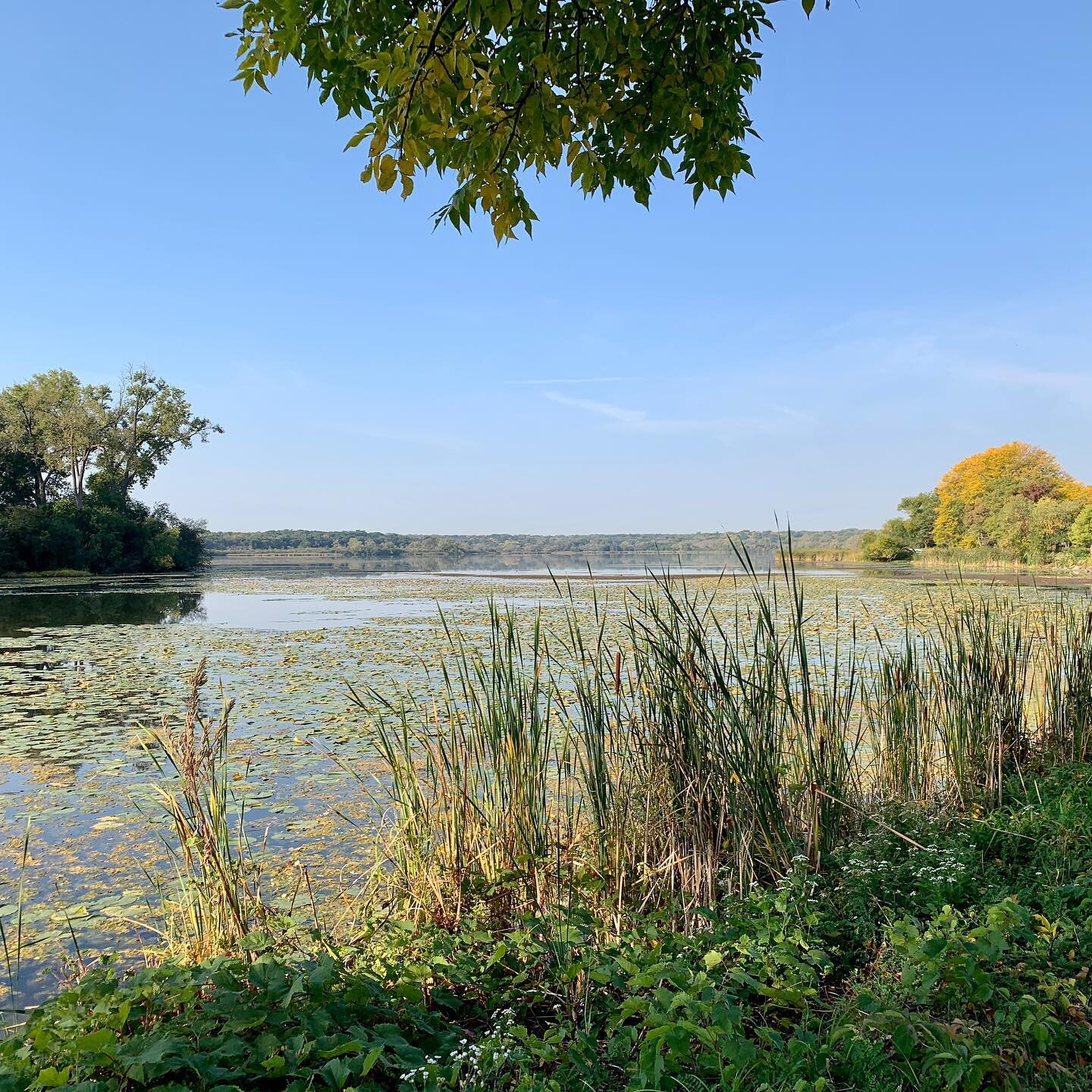 Fall is such an interesting time of transitions, acceptance, and letting go.

These two photos were taken at the same place and the same time, one week apart. I found the difference in just one week to be remarkable.

(Photo 1: one week later than Ph