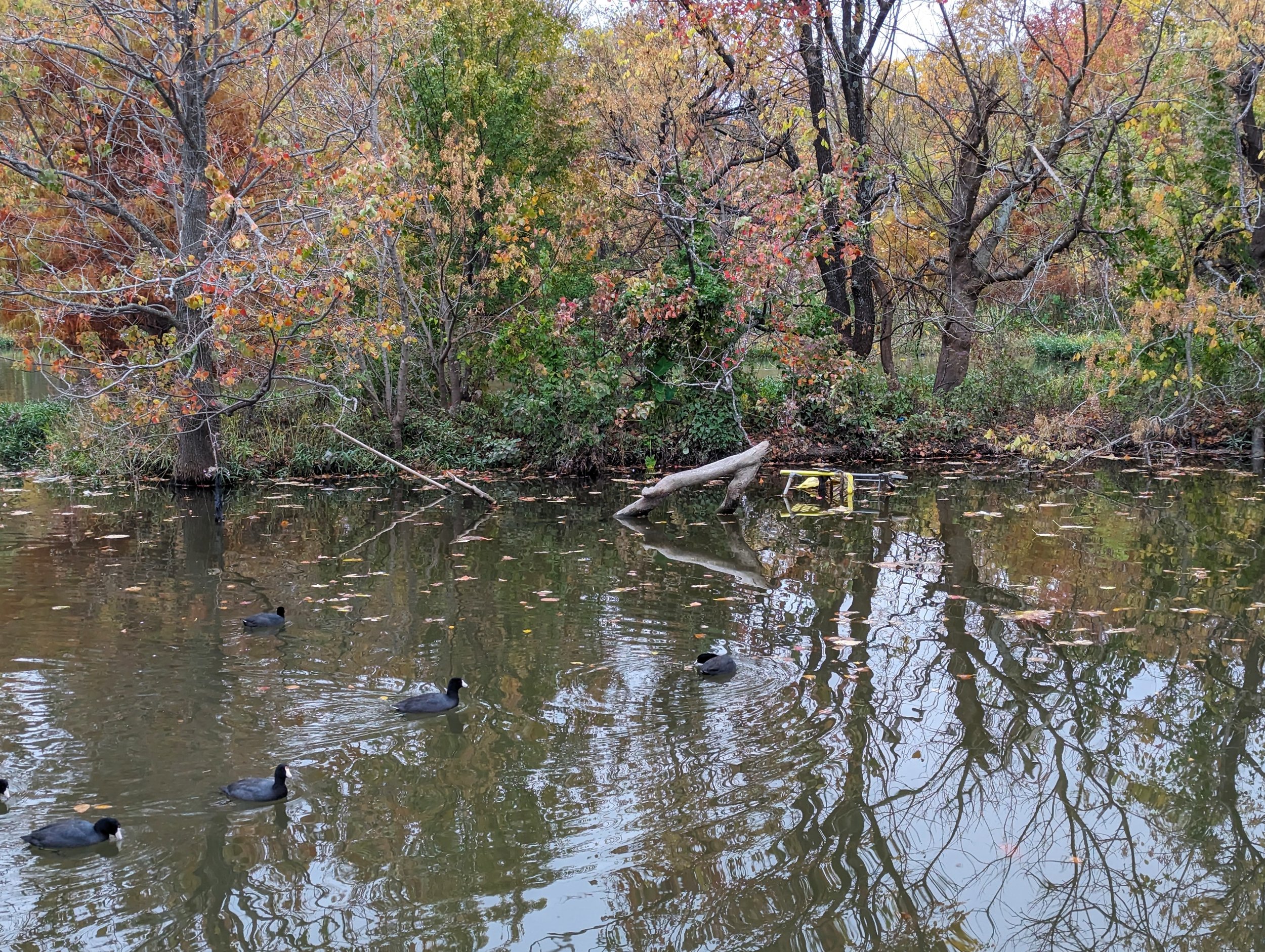  American Coots swim upstream, an upturned shopping cart is seen in the distance. 