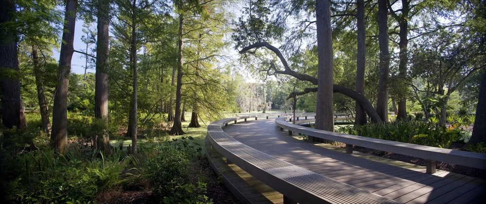  Elevated boardwalks extend through wetlands vegetated with native aquatics 