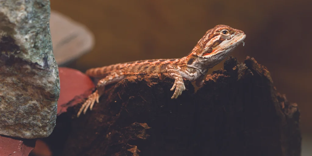 dragons_7490