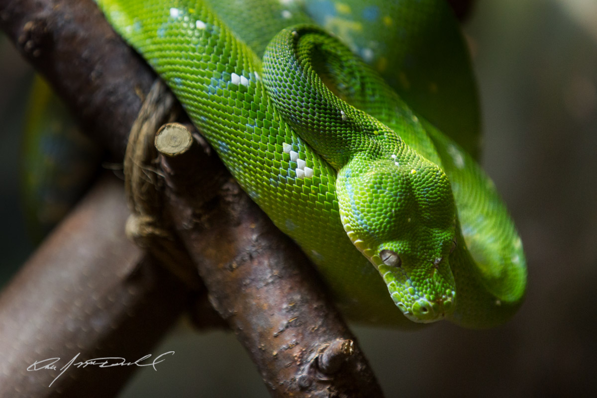 CSZ-Animal-Attractions-5D3A_9730-Edit.jpg