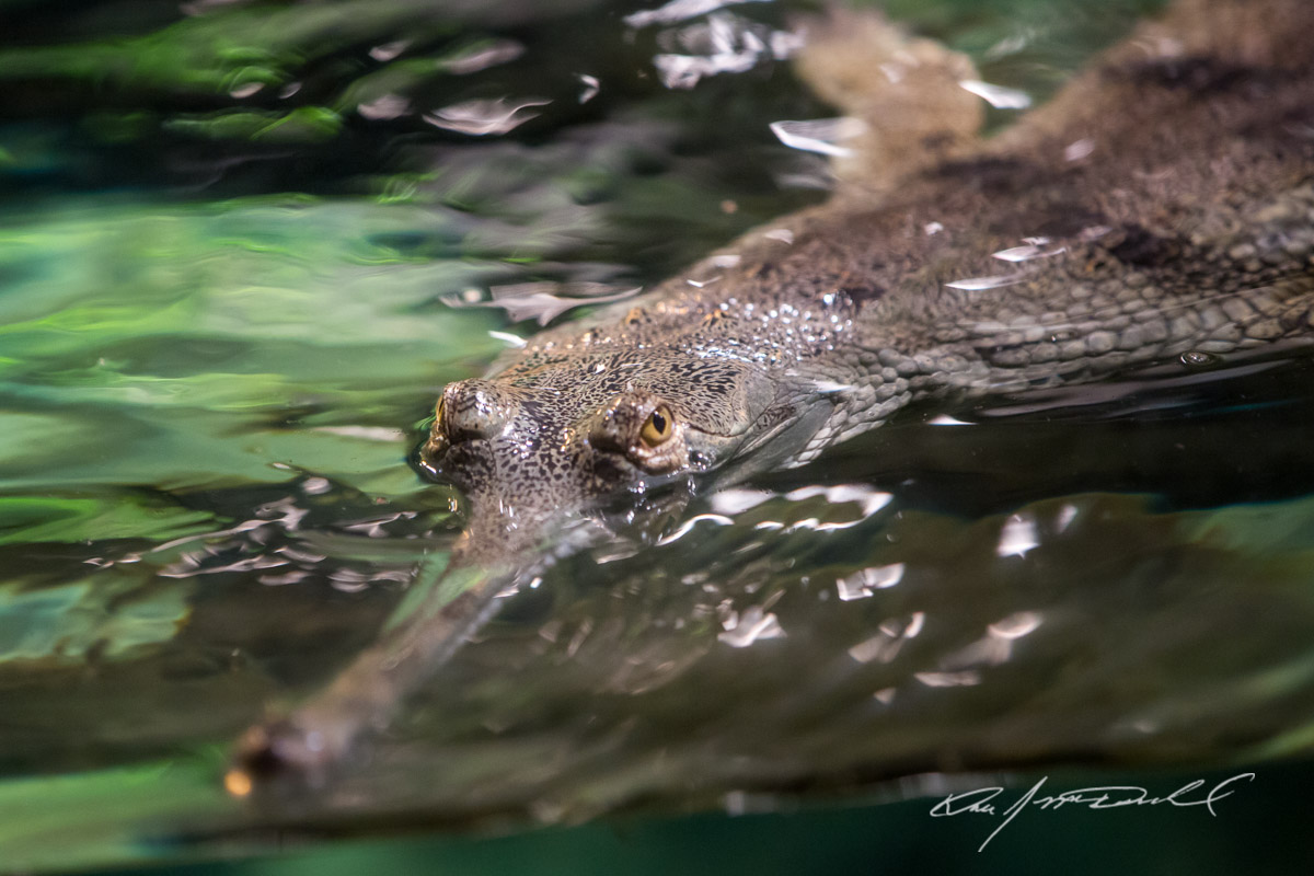CSZ-Animal-Attractions-5D3A_9739-Edit.jpg