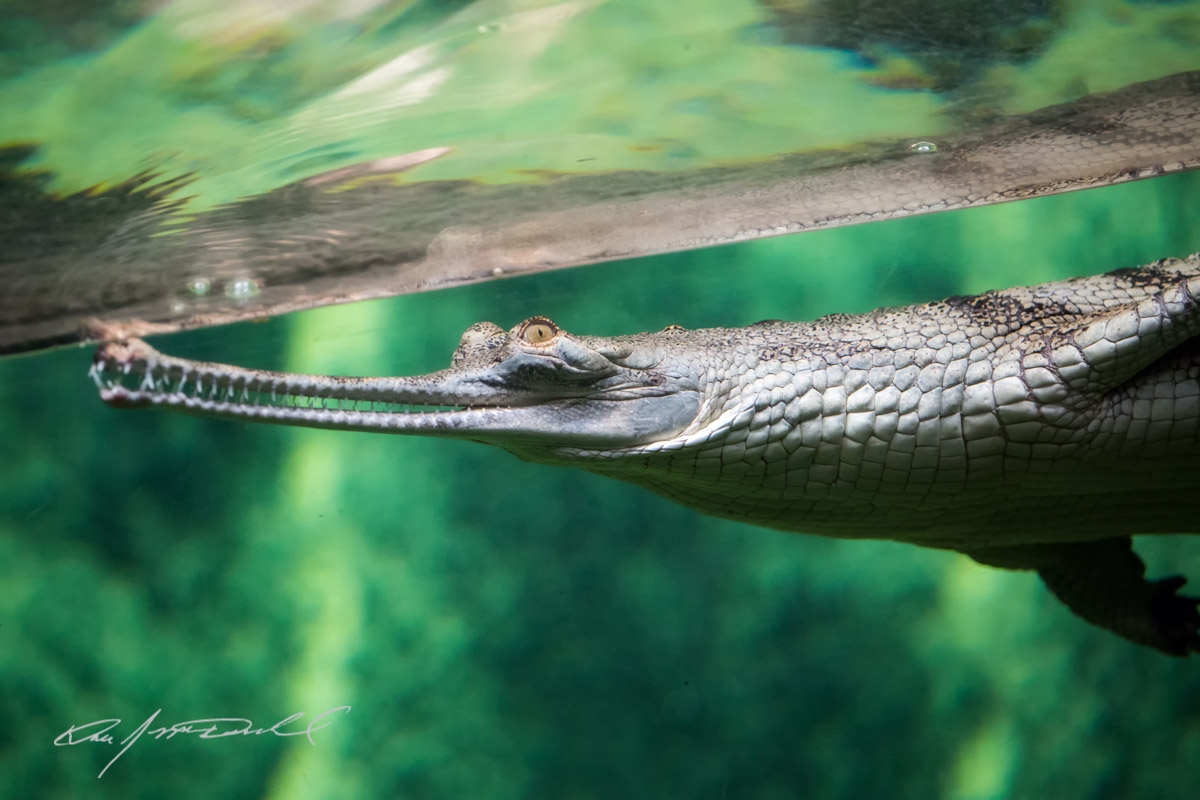 CSZ-Animal-Attractions-5D3A_9745-Edit.jpg