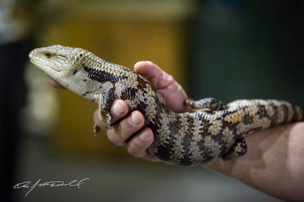 CSZ-Animal-Attractions-5D3A_9828-Edit.jpg