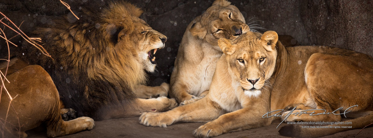 CZS-Animals-Winter-1127-5D3_7945B-Edit.jpg