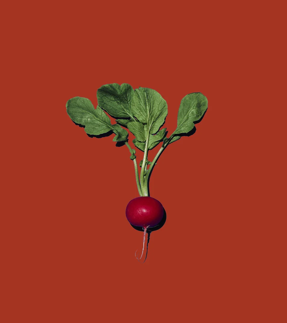 IBM_Radish_Red thumbnail.jpg