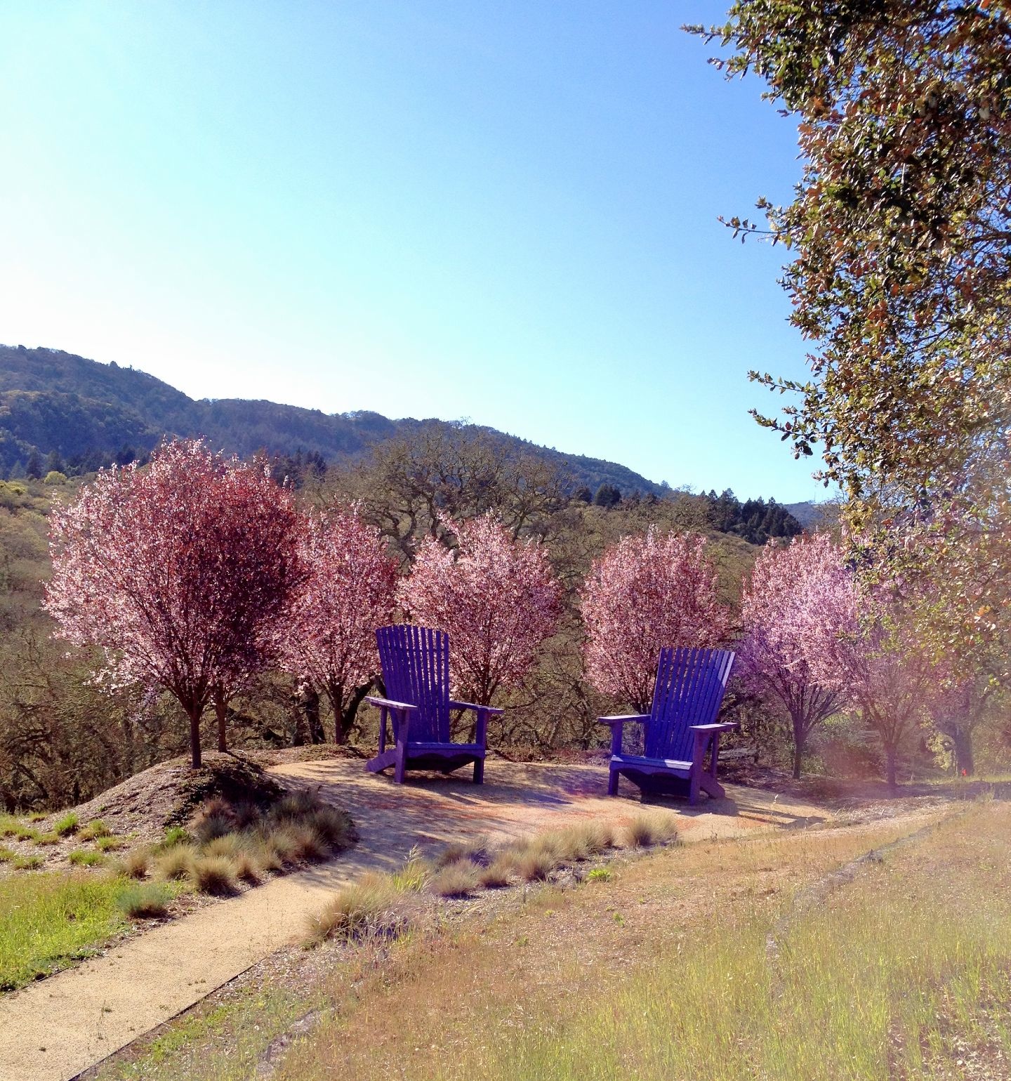 giant purple chairs .jpg