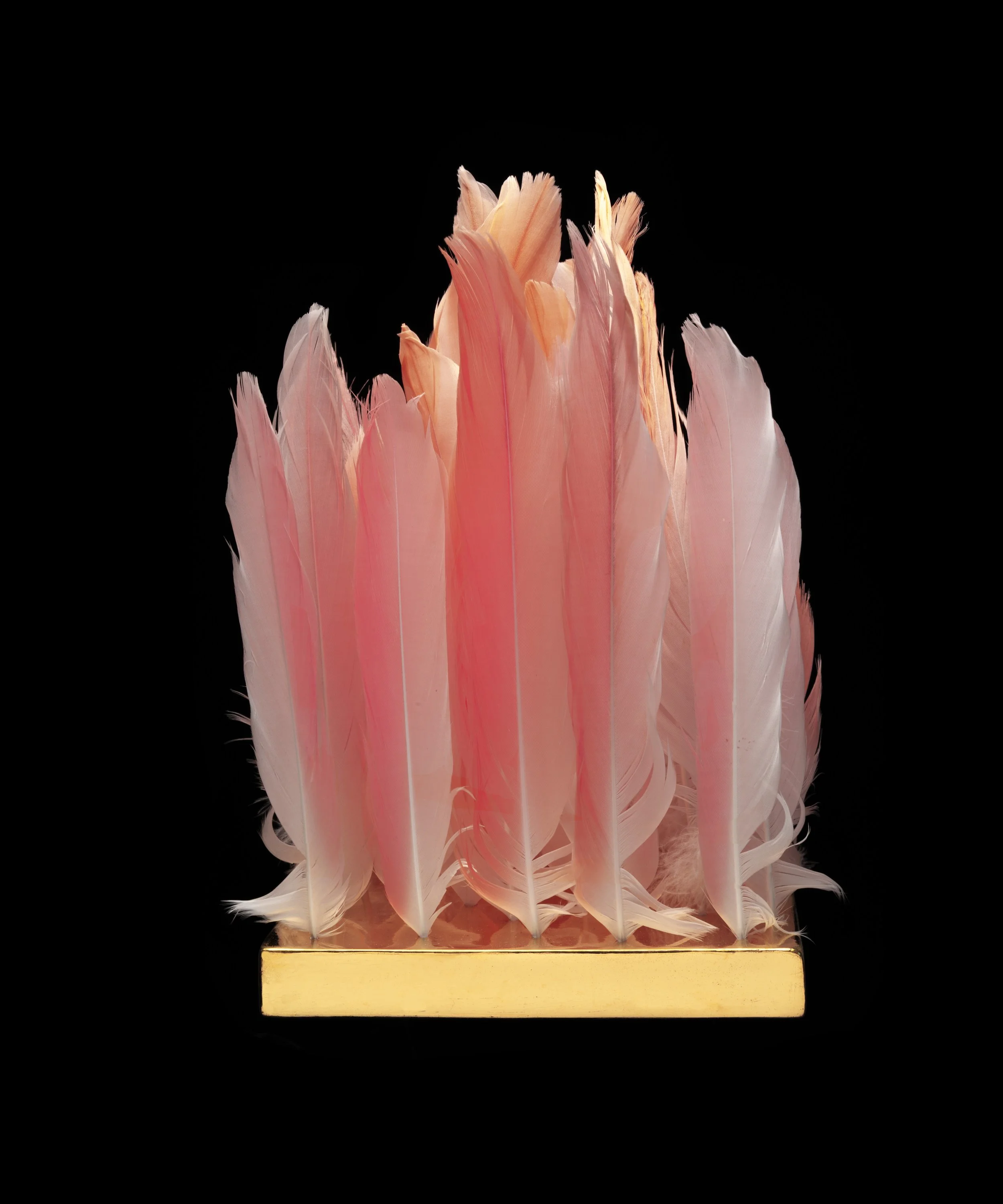 8. Lip of the Flamingo.jpg