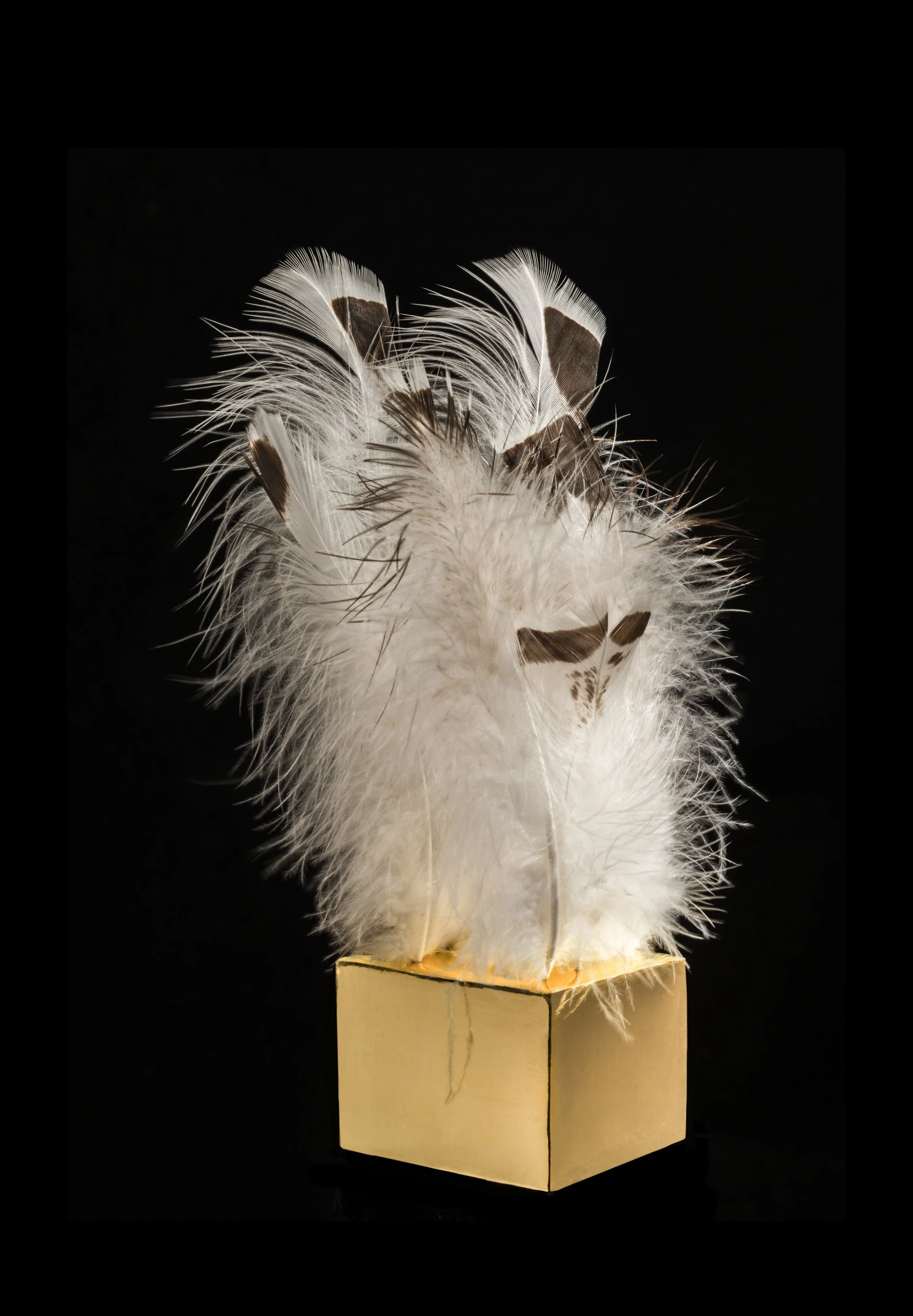   The Love a Life Can Show Below: Suggests (2023)  

 

 Gold, 6 Royal Palm Turkey feathers, Water-Gilded Gold [rabbit skin glue, chalk, bole, 24k gold leaf, water], poetry and music. 

 8 x 5 x 4 ½ inches 

   Poetry:   Emily Dickinson,  The Love a 