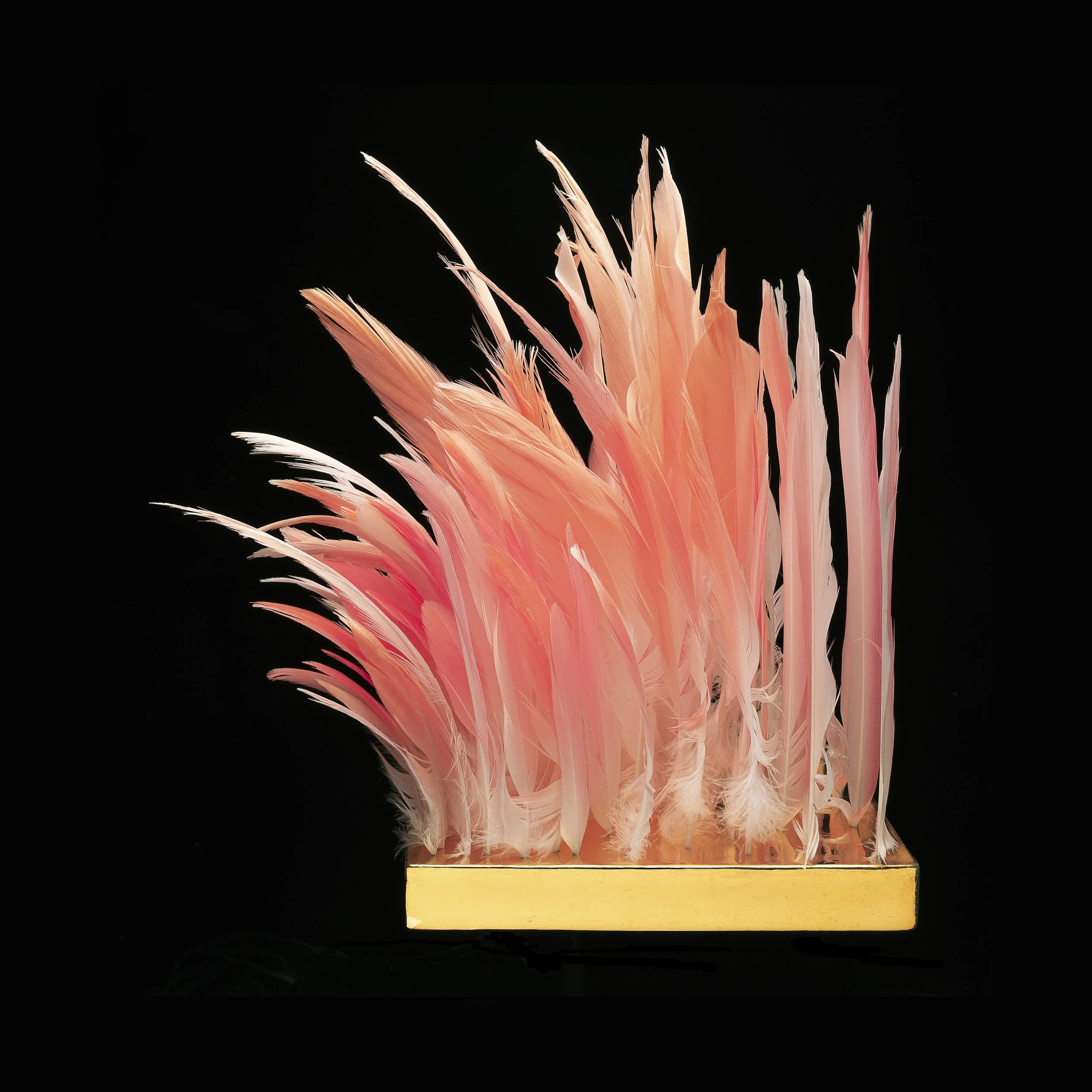 7. Lip of the Flamingo.jpg