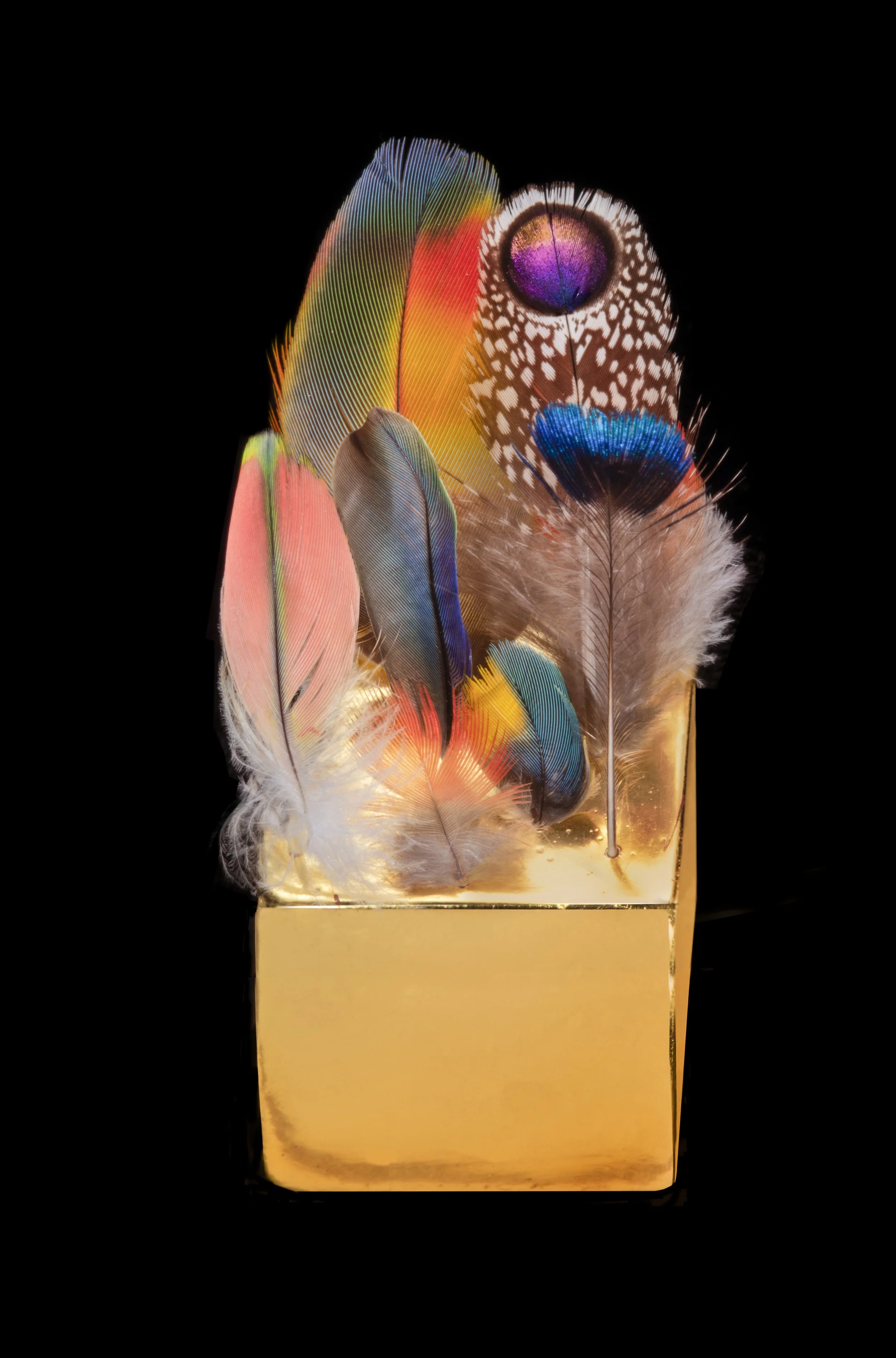   Gorgeous Nothings: Wells Next to the Sea (2023)  

 

 Gold, 12 bird feathers [including peacock, grey peacock pheasant, jungle fowl, and other parrots and parakeets], water-gilded wood [rabbit skin glue, chalk, bole, gold leaf, and water]. 

 2 ¾ 