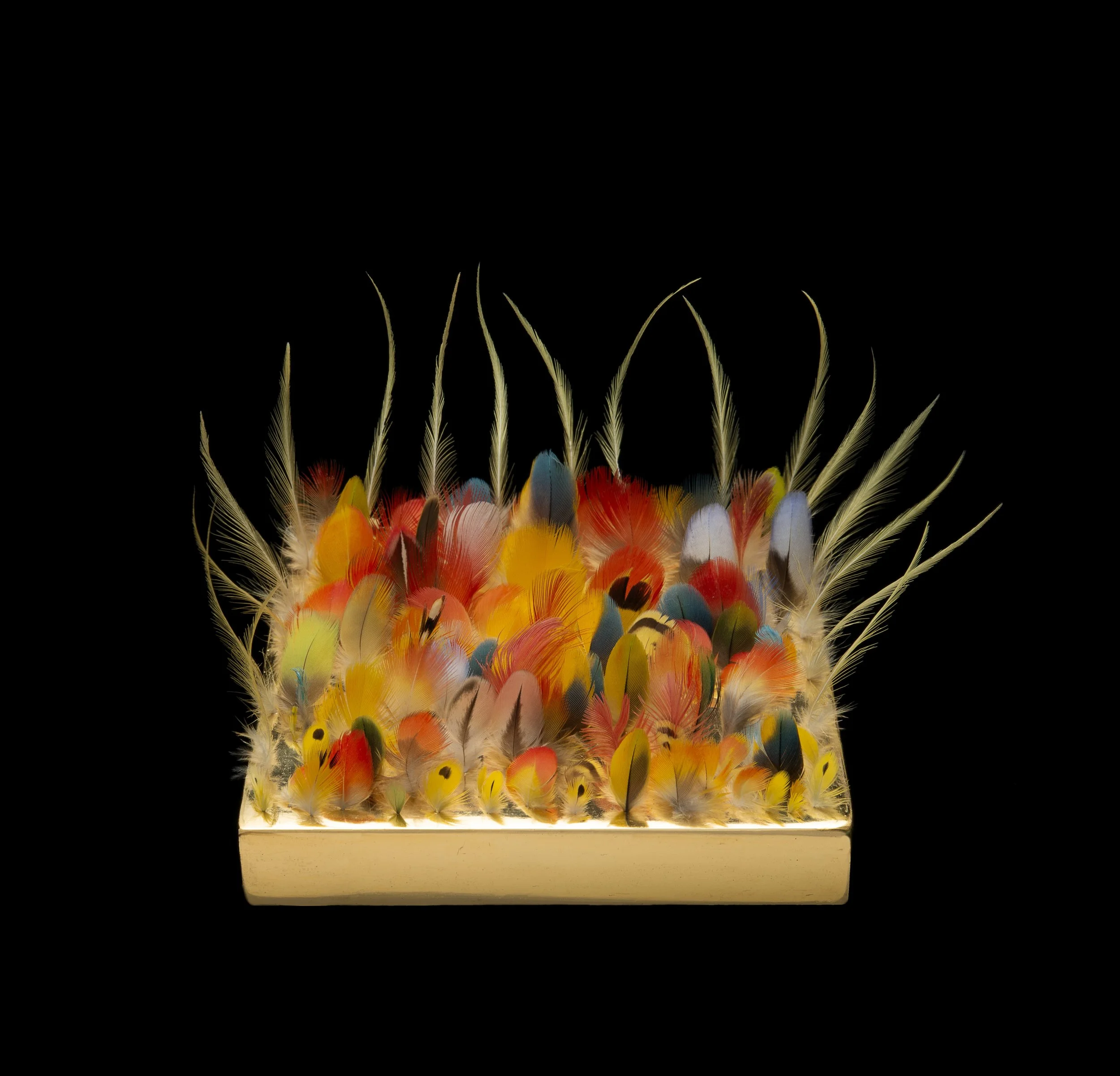   Gorgeous Nothings: The Studio/The Sea (2025)  

 

 Gold, 126 bird feathers [109 interior feathers + 17 boundary cockatiel feathers, including cockatiel, budgerigar, macaw, jungle fowl, eclectus, grass parakeet, rose-breasted cockatoo, guinea hen, 
