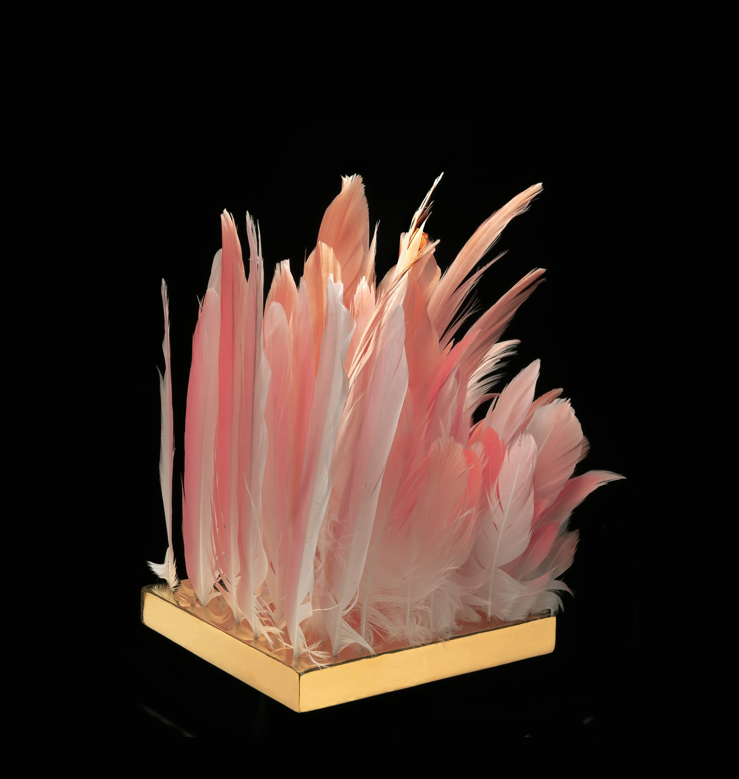 1.5. Lip of the Flamingo.jpg