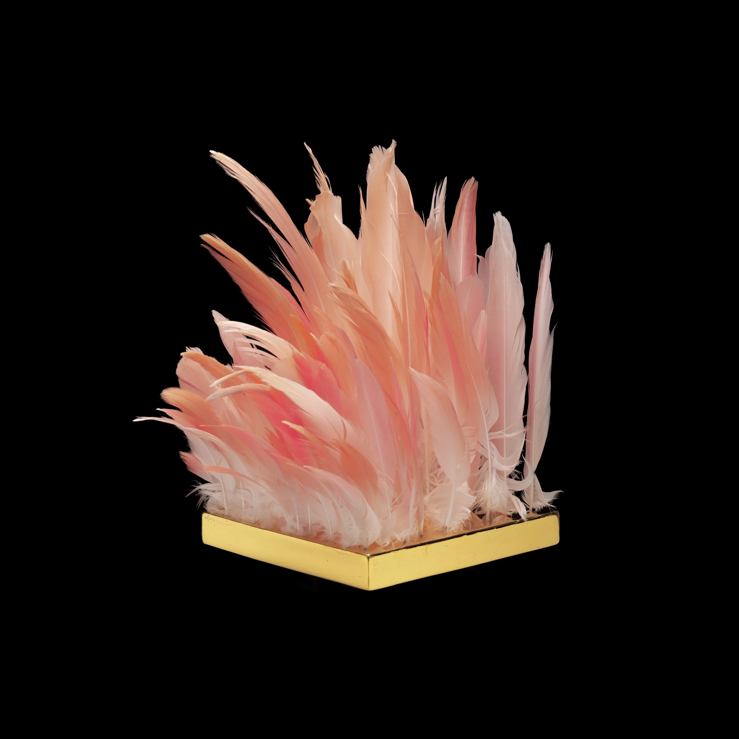 5. Lip of the Flamingo.jpg