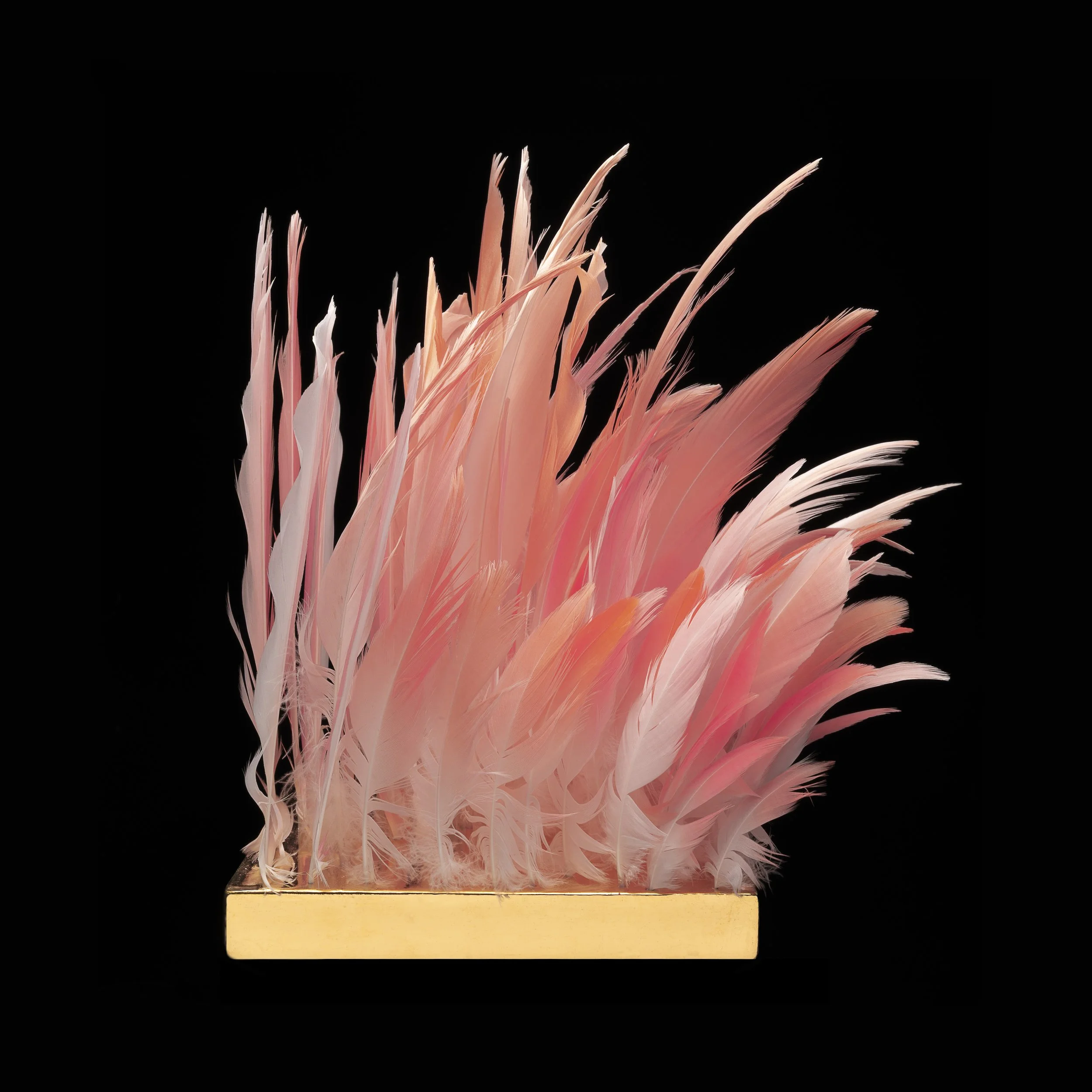 2. Lip of the Flamingo.jpg