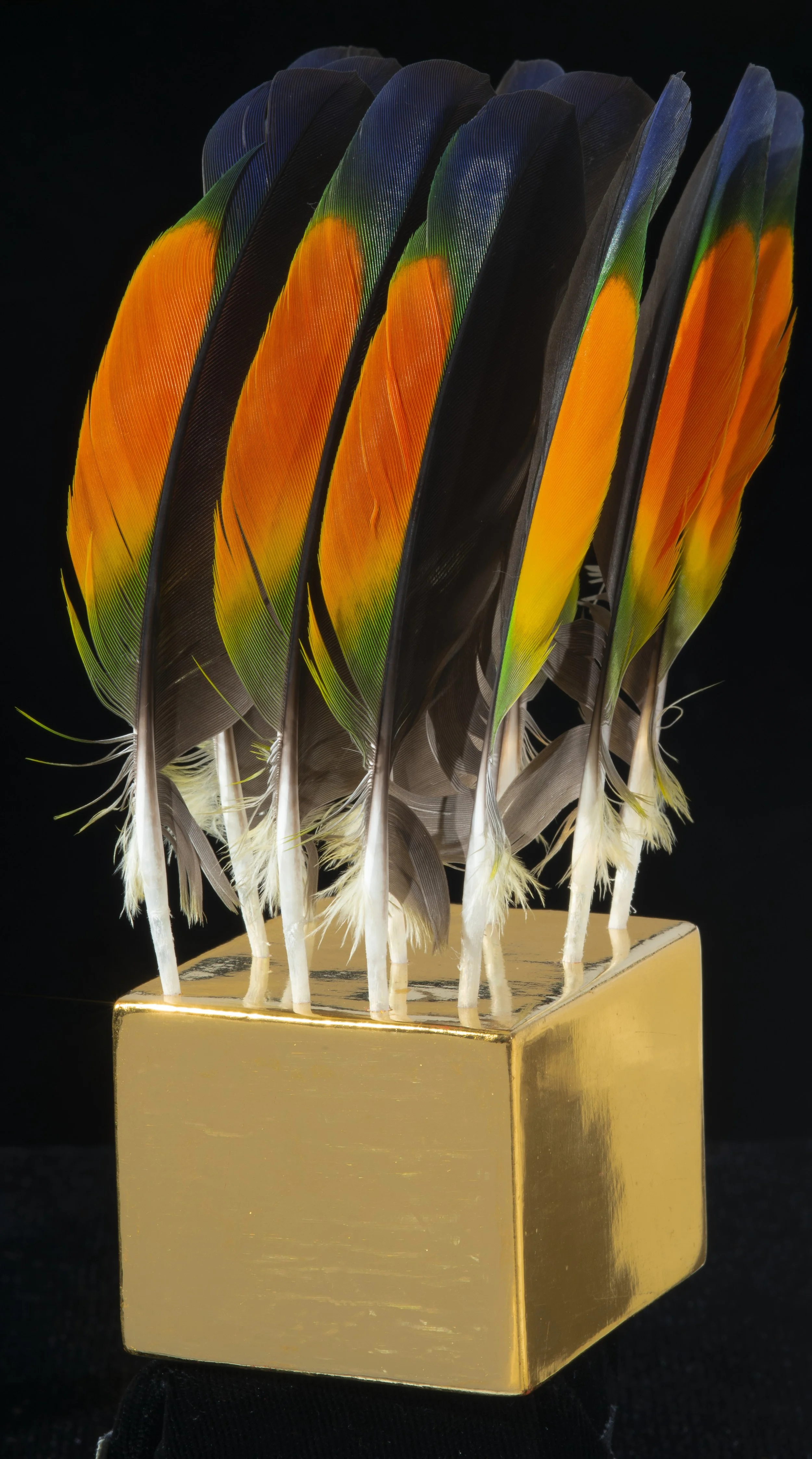   The Love a Life Can Show Below: Then – Flings in Paradise (2024)  

 

 Gold, 10 Orange Amazon feathers, Water-Gilded Gold [rabbit skin glue, chalk, bole, 24k gold leaf, water], poetry and music. 

 6 ½ x 3 ¼ x 5 inches 

   Poetry:   Emily Dickins