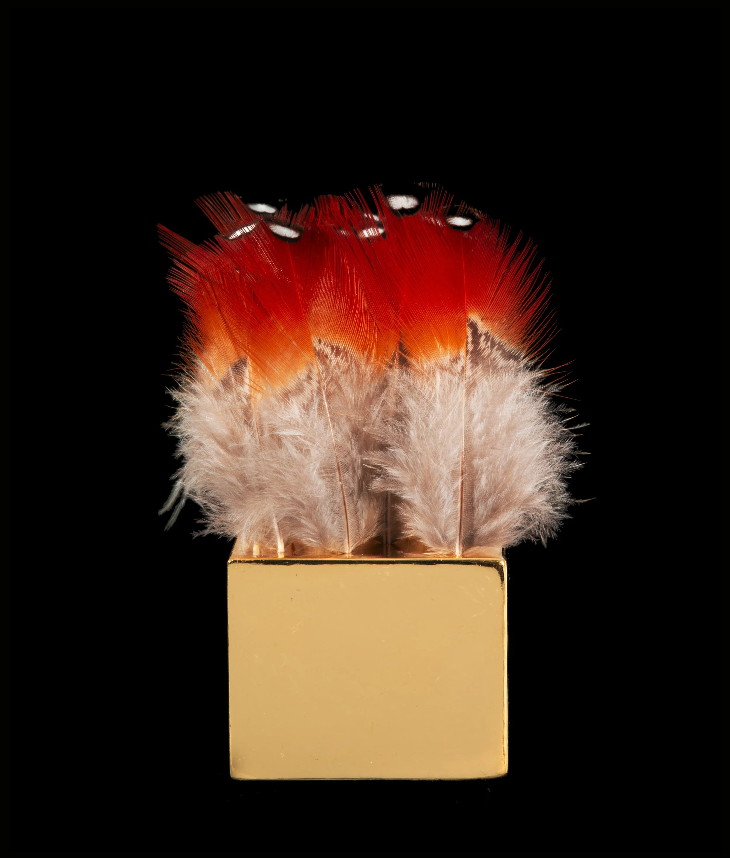   The Love a Life Can Show Below: Flits (2023)  

 

 Gold, 16 tragopan feathers, Water-Gilded Gold [rabbit skin glue, chalk, bole, 24k gold leaf, water], poetry and music. 

 5 x 3 ½ x 3 inches 

   Poetry:   Emily Dickinson,  The Love a Life Can Sh