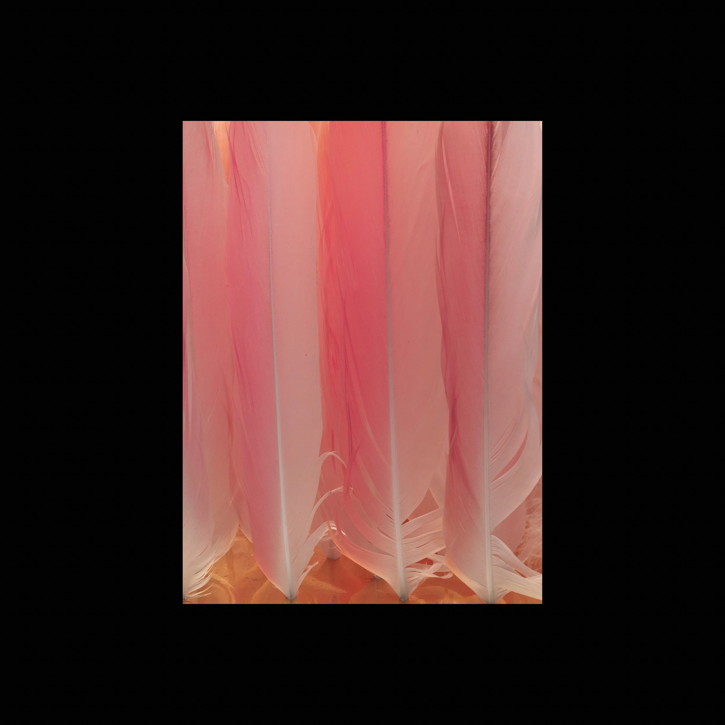 9. Lip of the Flamingo.Detail.jpg