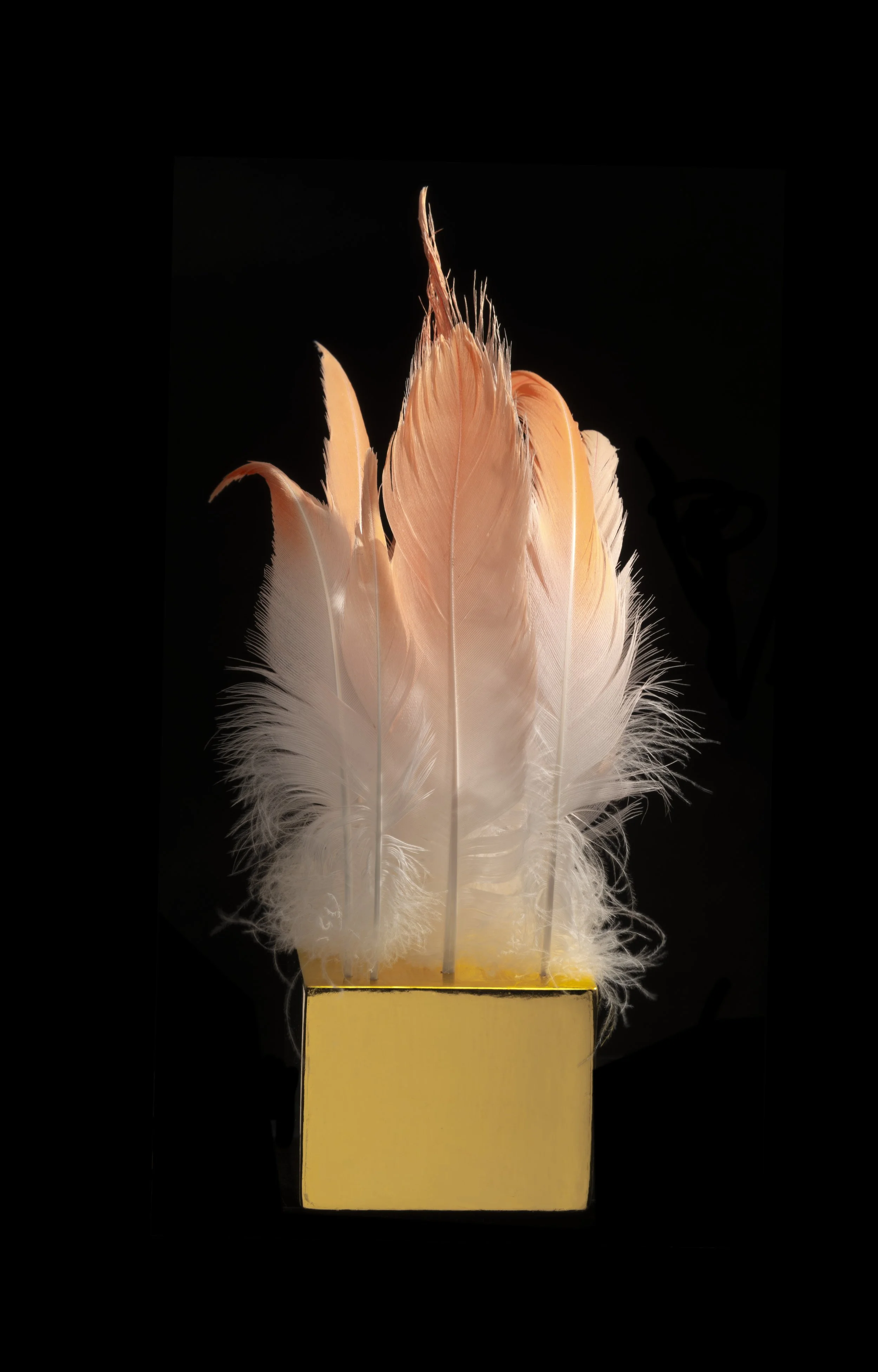   The Love a Life Can Show Below: Enchants (2023)  

 

 Gold, 16 Flamingo feathers, Water-Gilded Gold [rabbit skin glue, chalk, bole, 24k gold leaf, water], poetry and music. 

 8 x 3 ½ x 6 ¾ inches 

   Poetry:   Emily Dickinson,  The Love a Life C