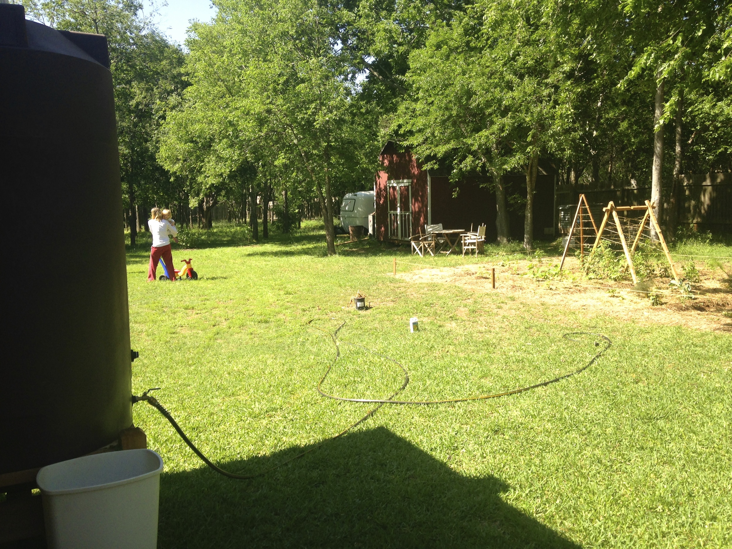 350 Gal Barrel Irrigating a small family garden.