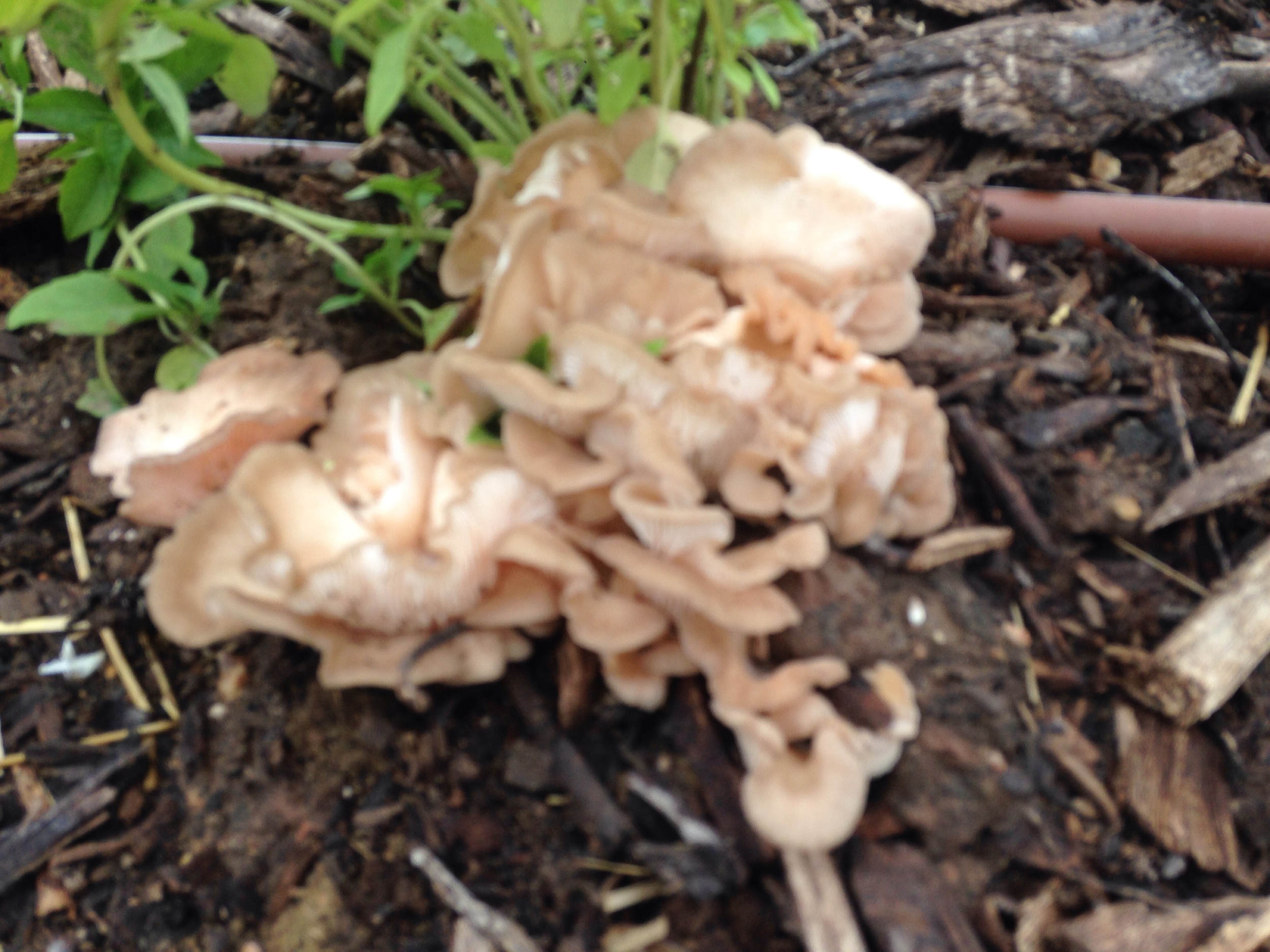 Growing Oyster Mushrooms Gaia S Permaculture Design And Landscape