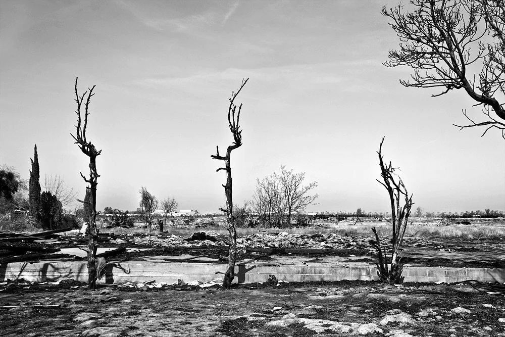 3 burnt trees.jpg