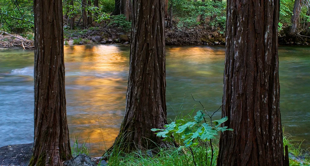 3 tree riv2.jpg