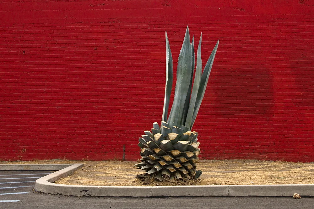 red and cactus.jpg