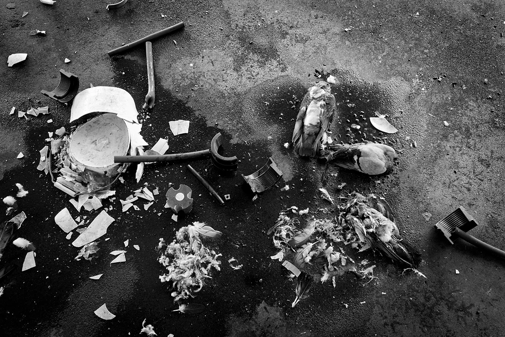 pigeons n whatnot.jpg