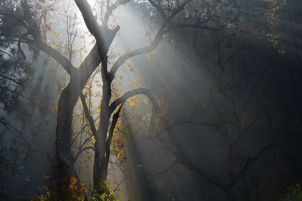 dwood ligh on oaks.jpg