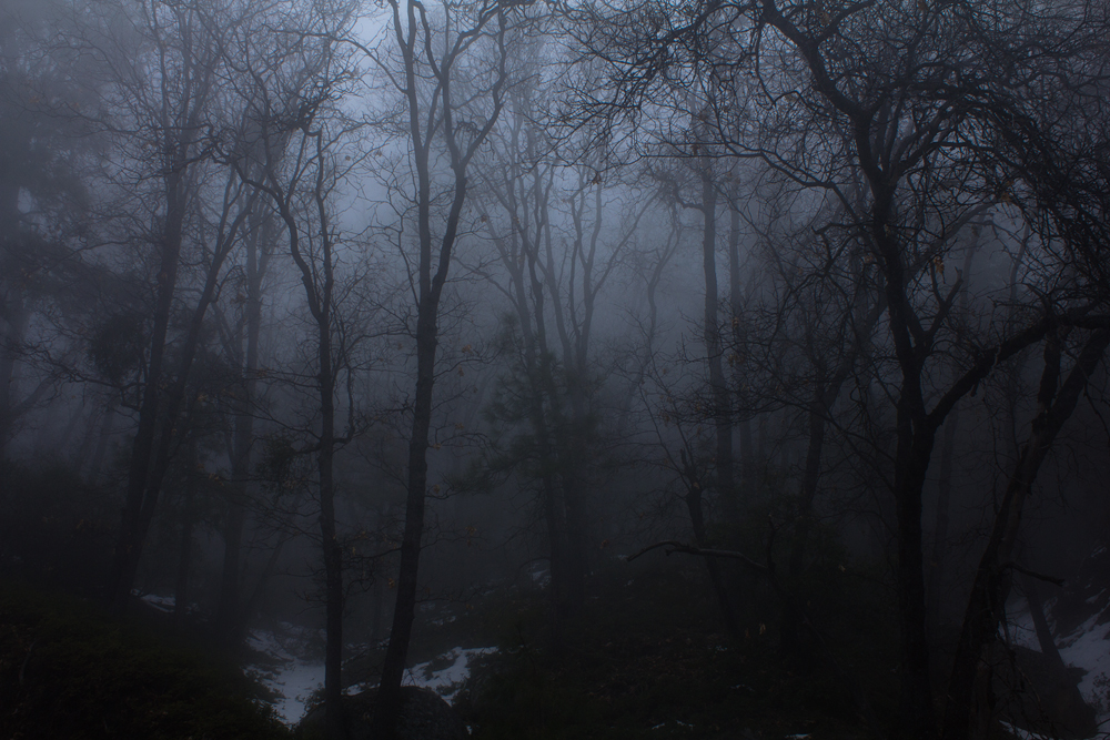 foggy oaks.jpg