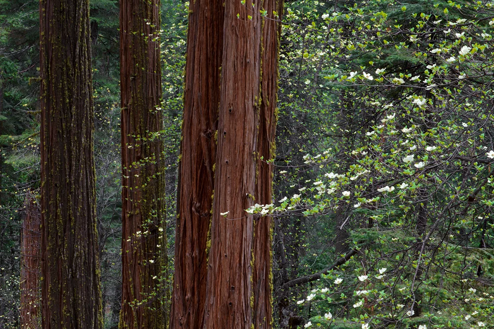 dogwoods nelder.jpg