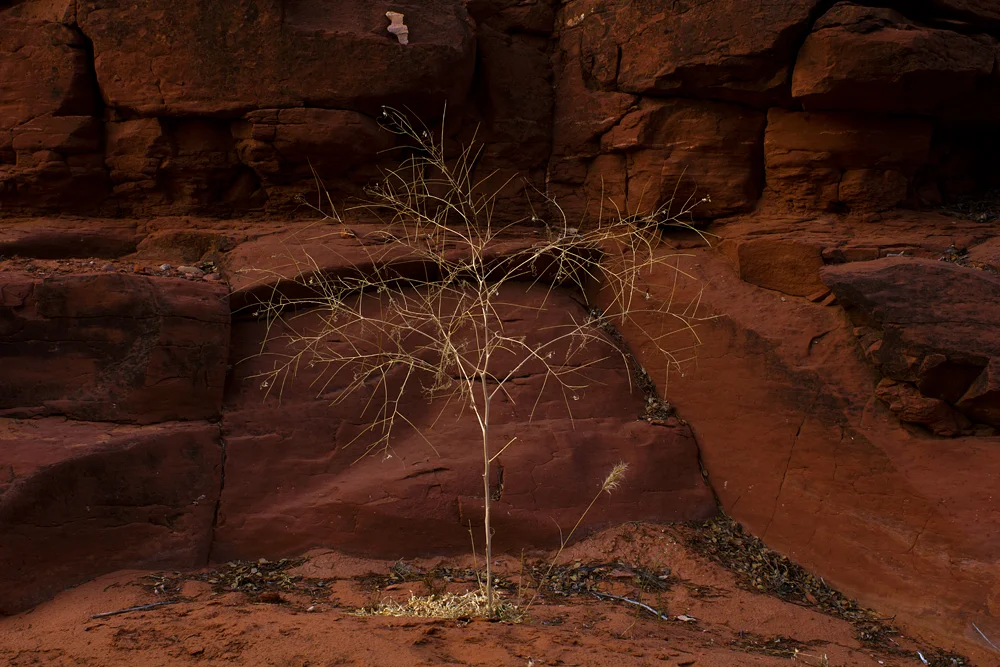 sedona weeds.jpg