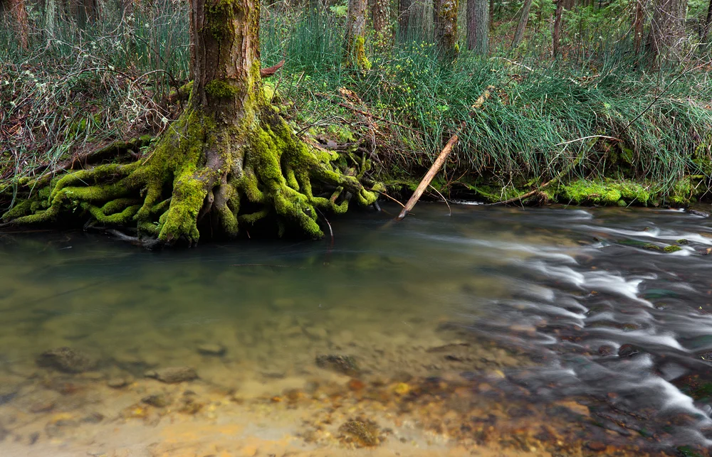 roots and reeds.jpg