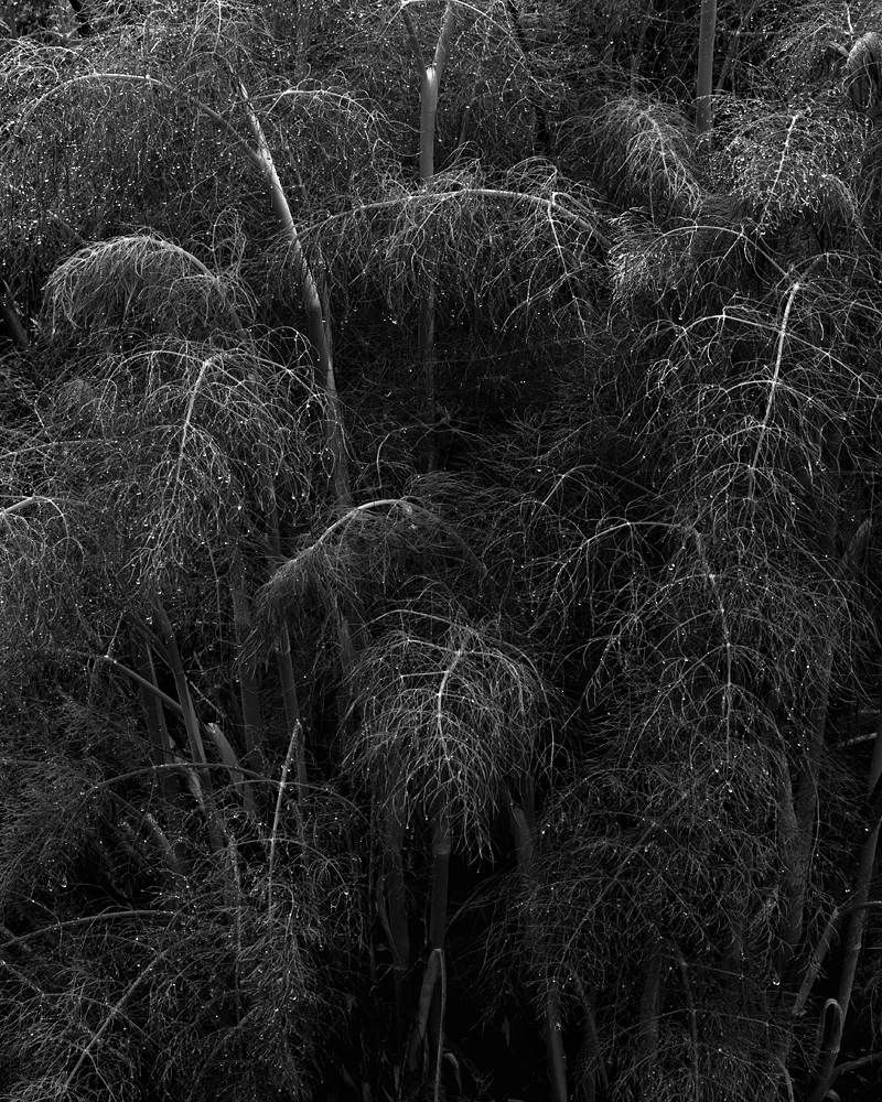 fennel.jpg