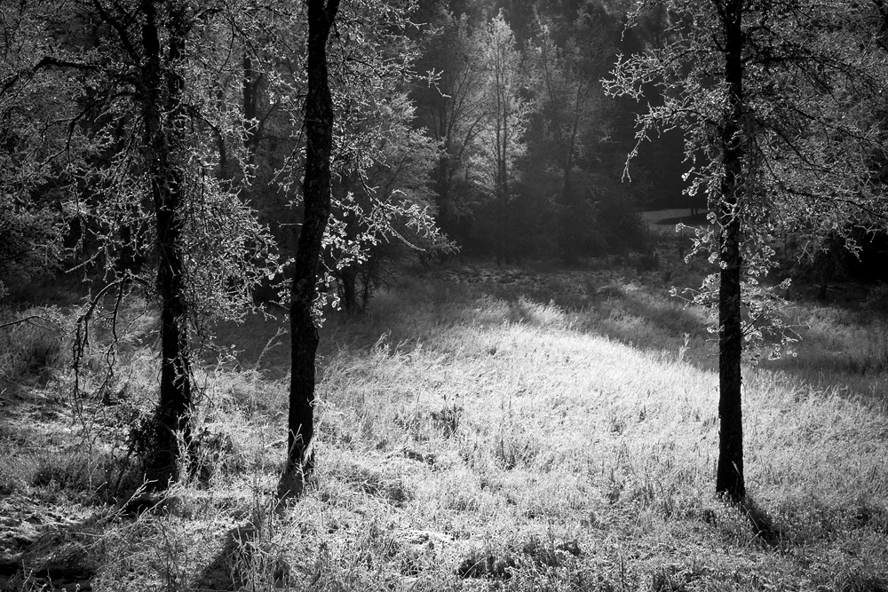 frosty oaks1.jpg