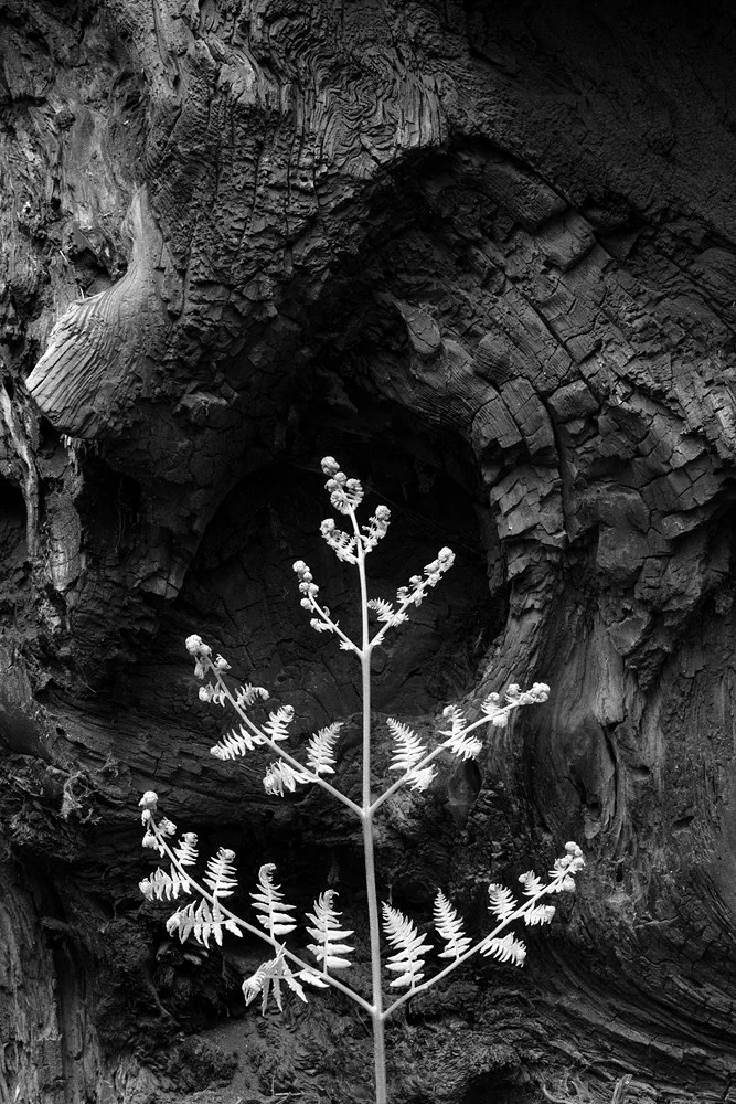 new fern bw.jpg
