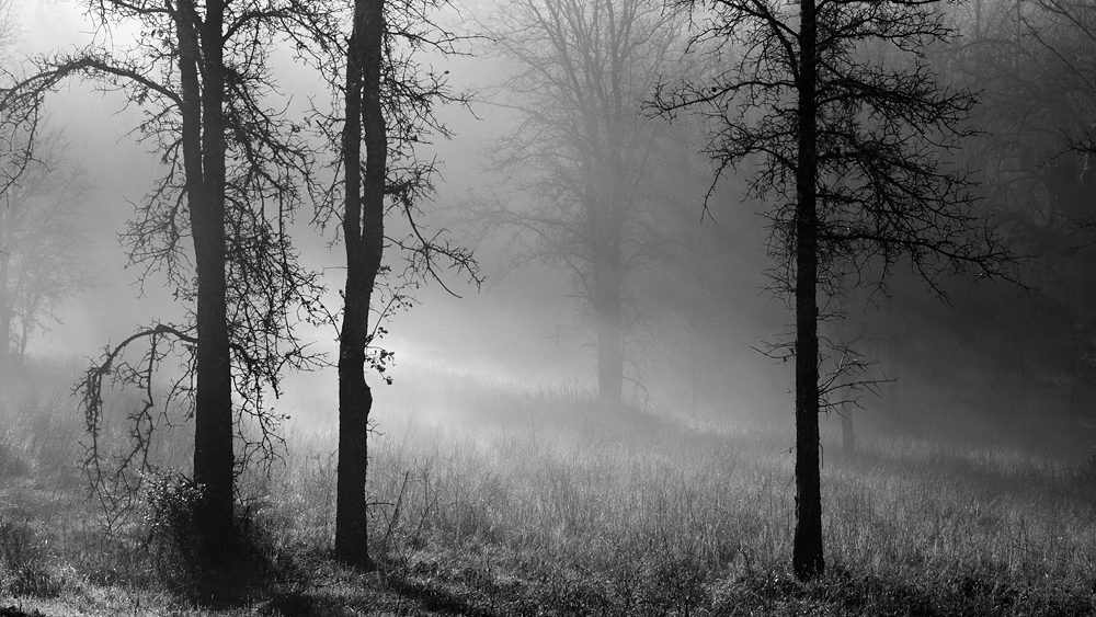 smoky oaks.jpg