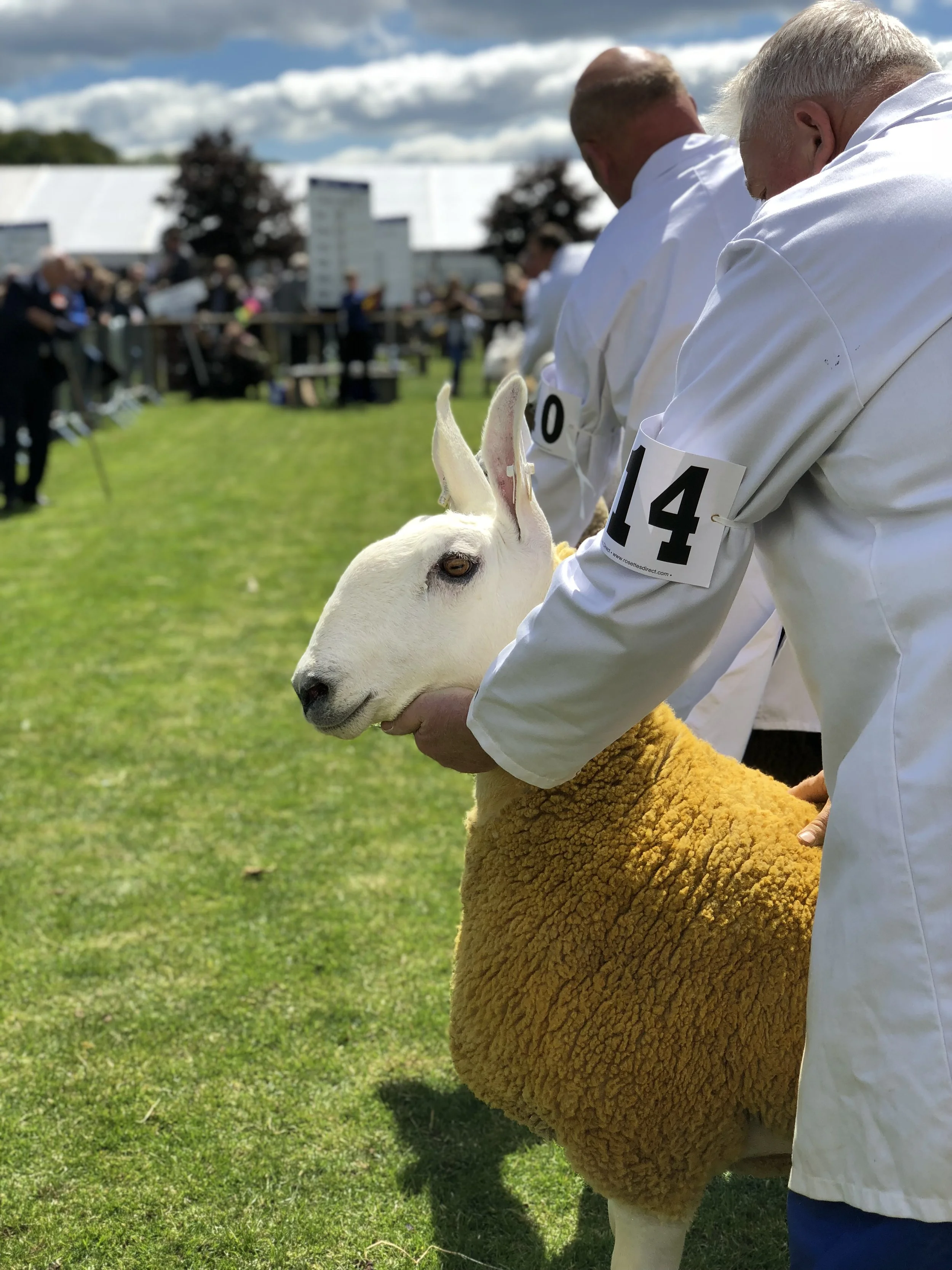 Border Leicester judging