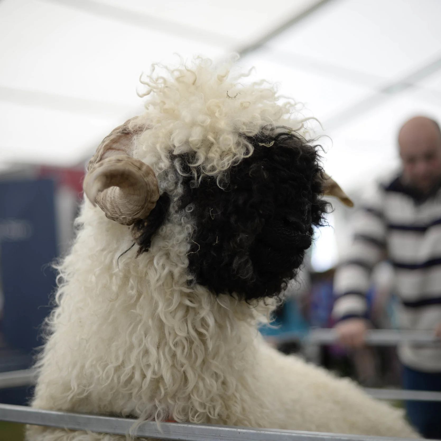 Valais Blacknose "Elfie"