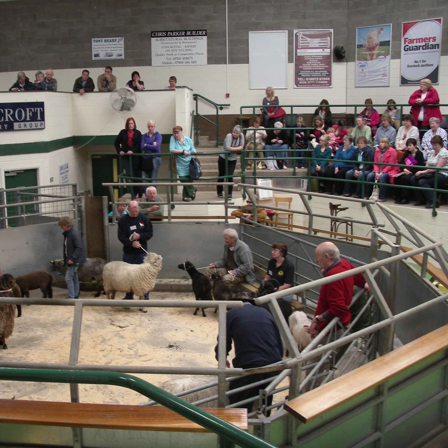 Breeder showing sheep at Woolfest 